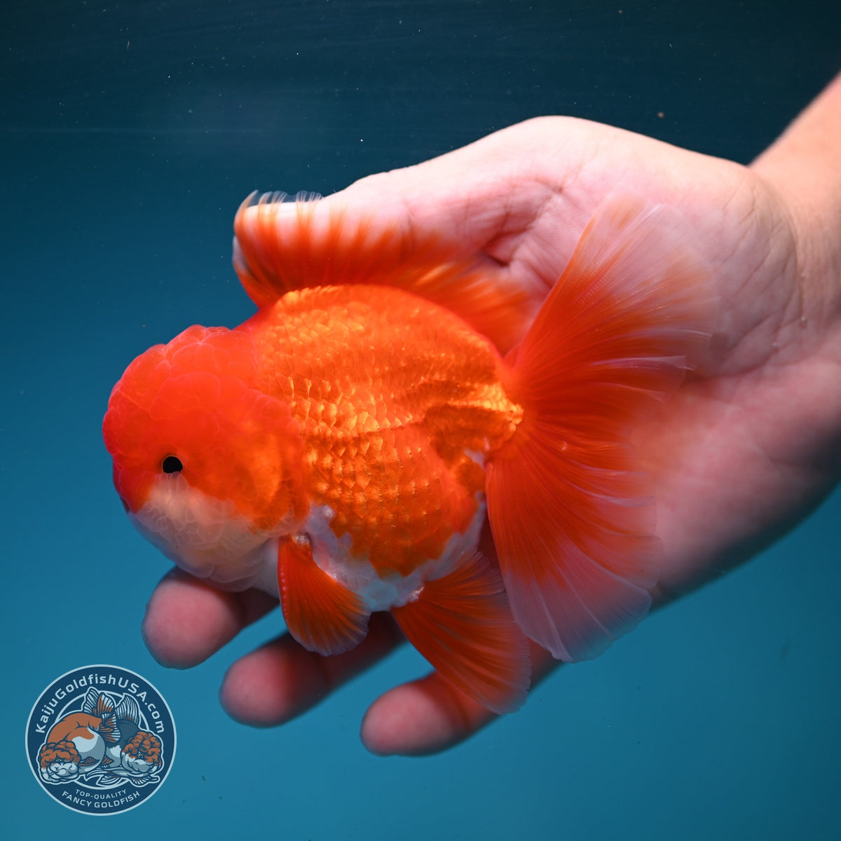Red White Rose Tail Oranda 3.5 inch Body (260904_OR02)