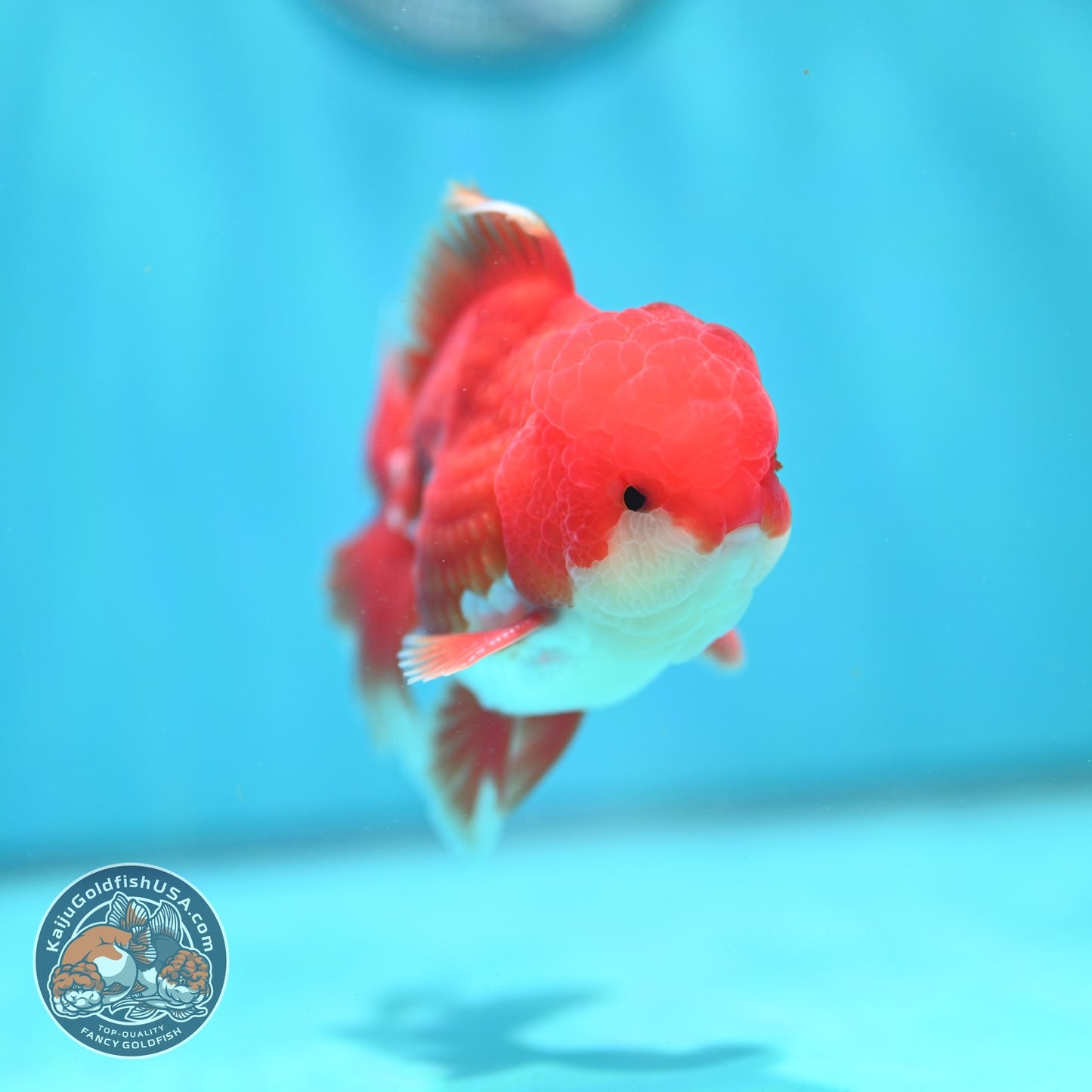 Red White Rose Tail Oranda 3.5 inch Body (260904_OR02)