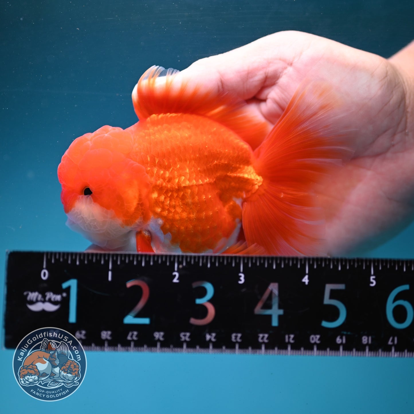 Red White Rose Tail Oranda 3.5 inch Body (260904_OR02)