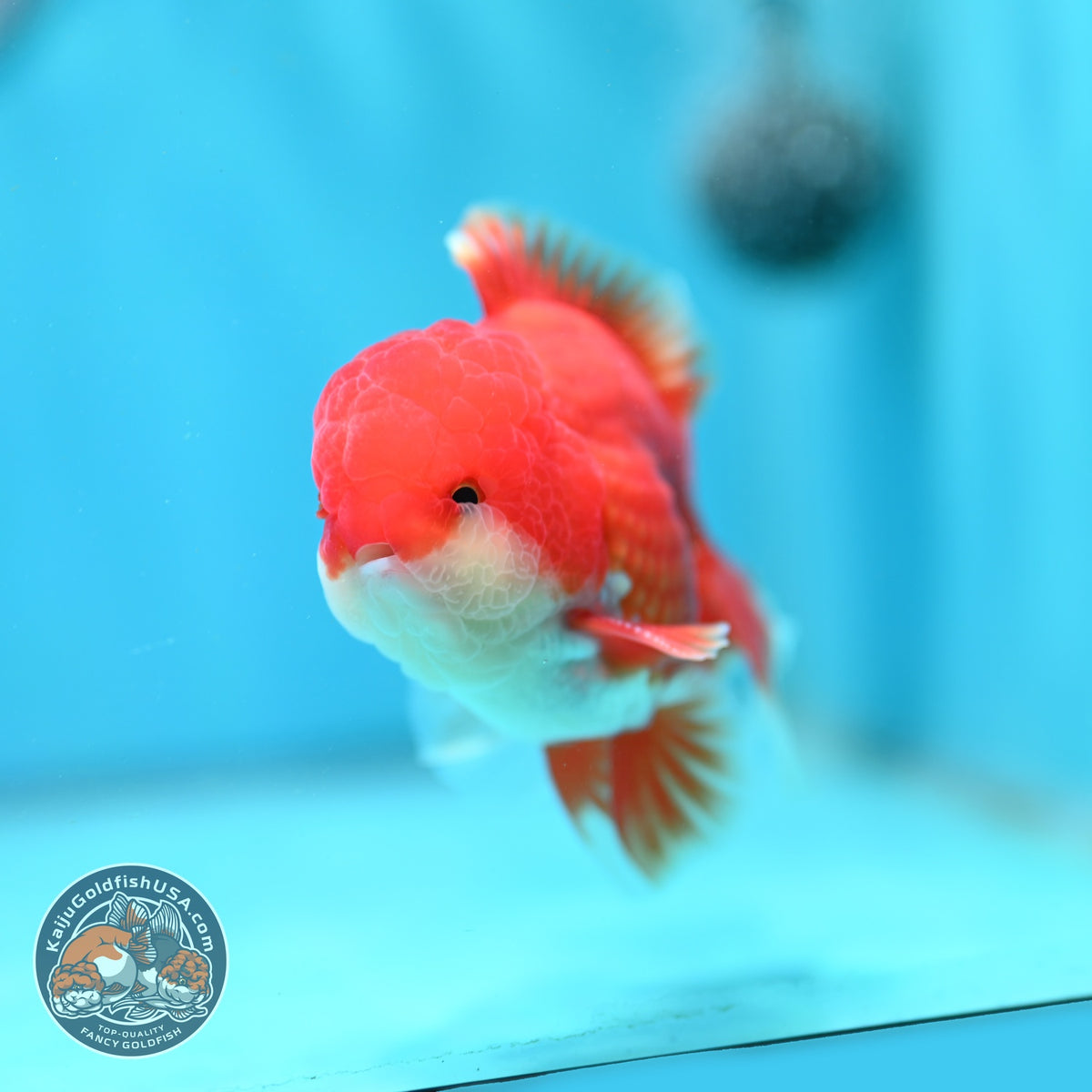 Red White Rose Tail Oranda 3.5 inch Body (260904_OR02)