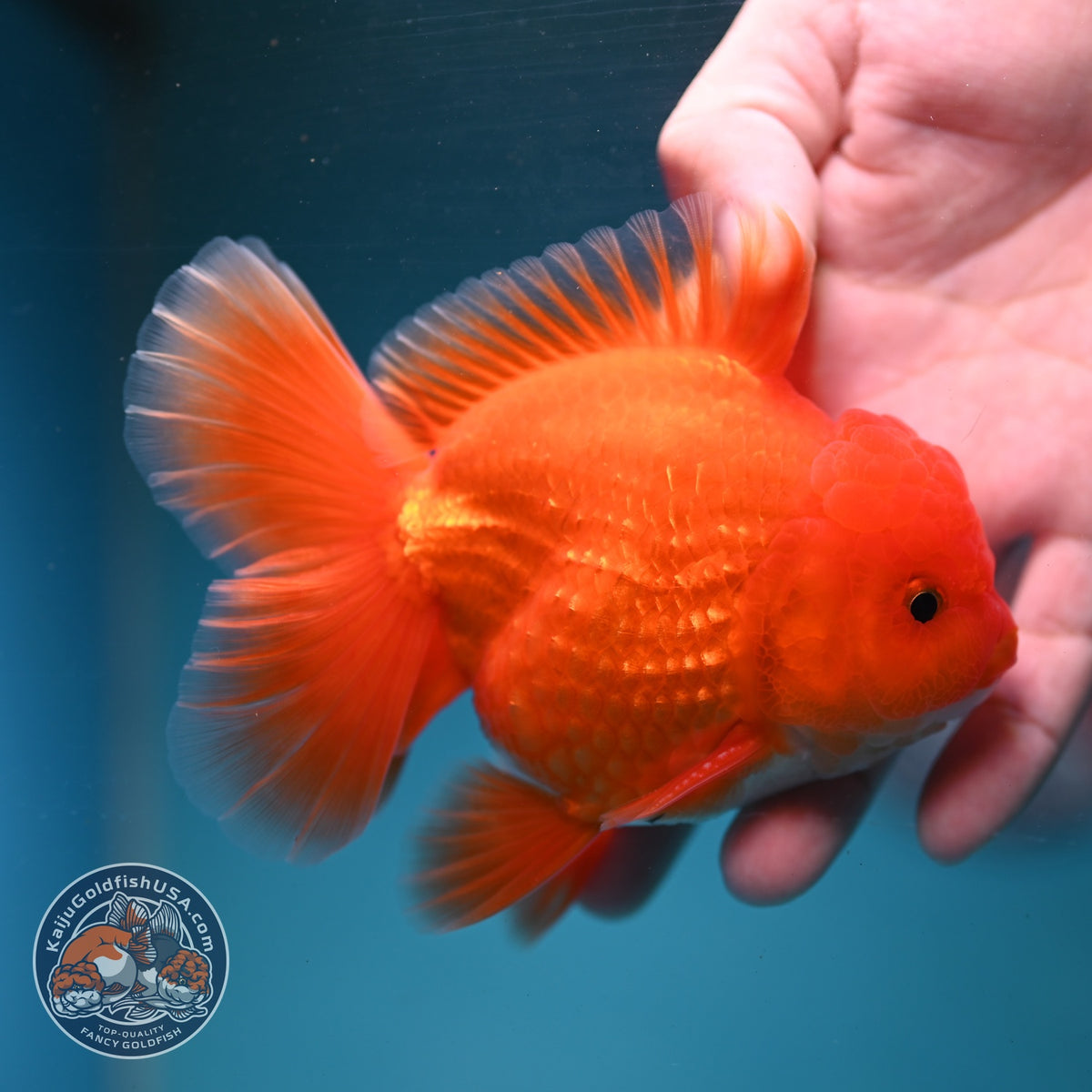 Red White Rose Tail Oranda 3.5 inch Body (260904_OR03)
