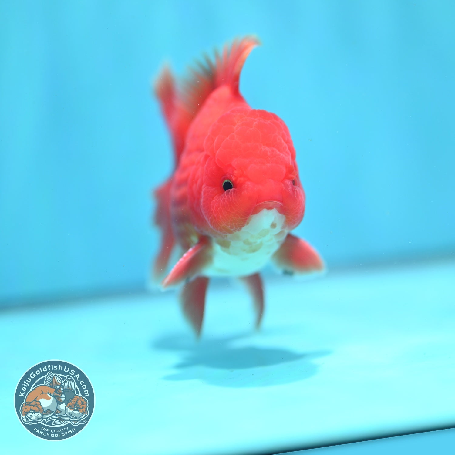 Red White Rose Tail Oranda 3.5 inch Body (260904_OR03)