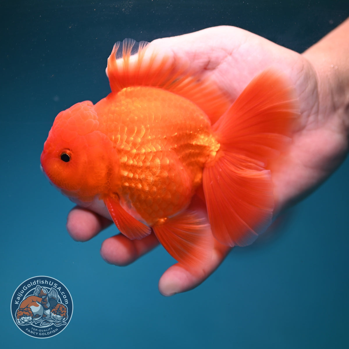 Red White Rose Tail Oranda 3.5 inch Body (260904_OR03)