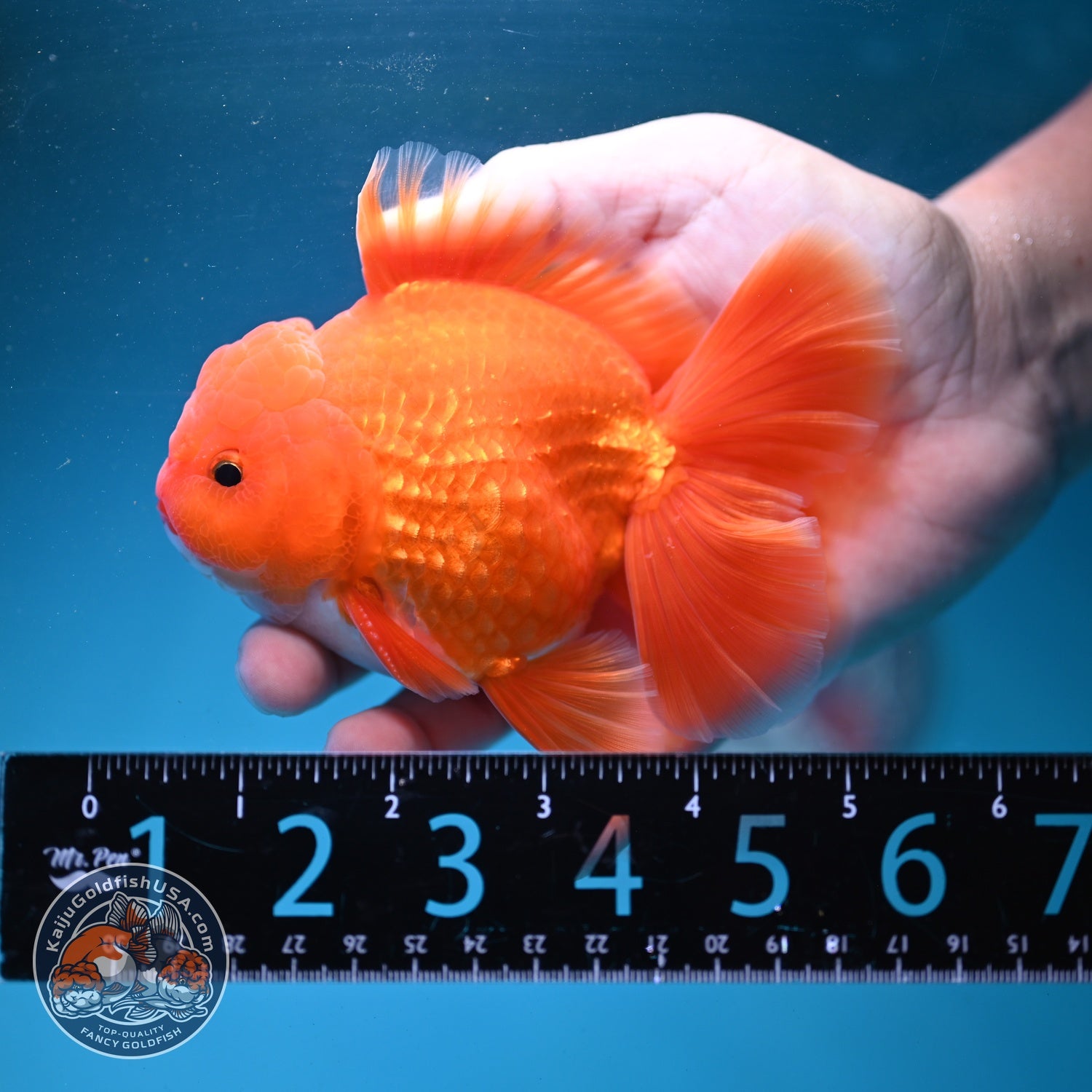 Red White Rose Tail Oranda 3.5 inch Body (260904_OR03)