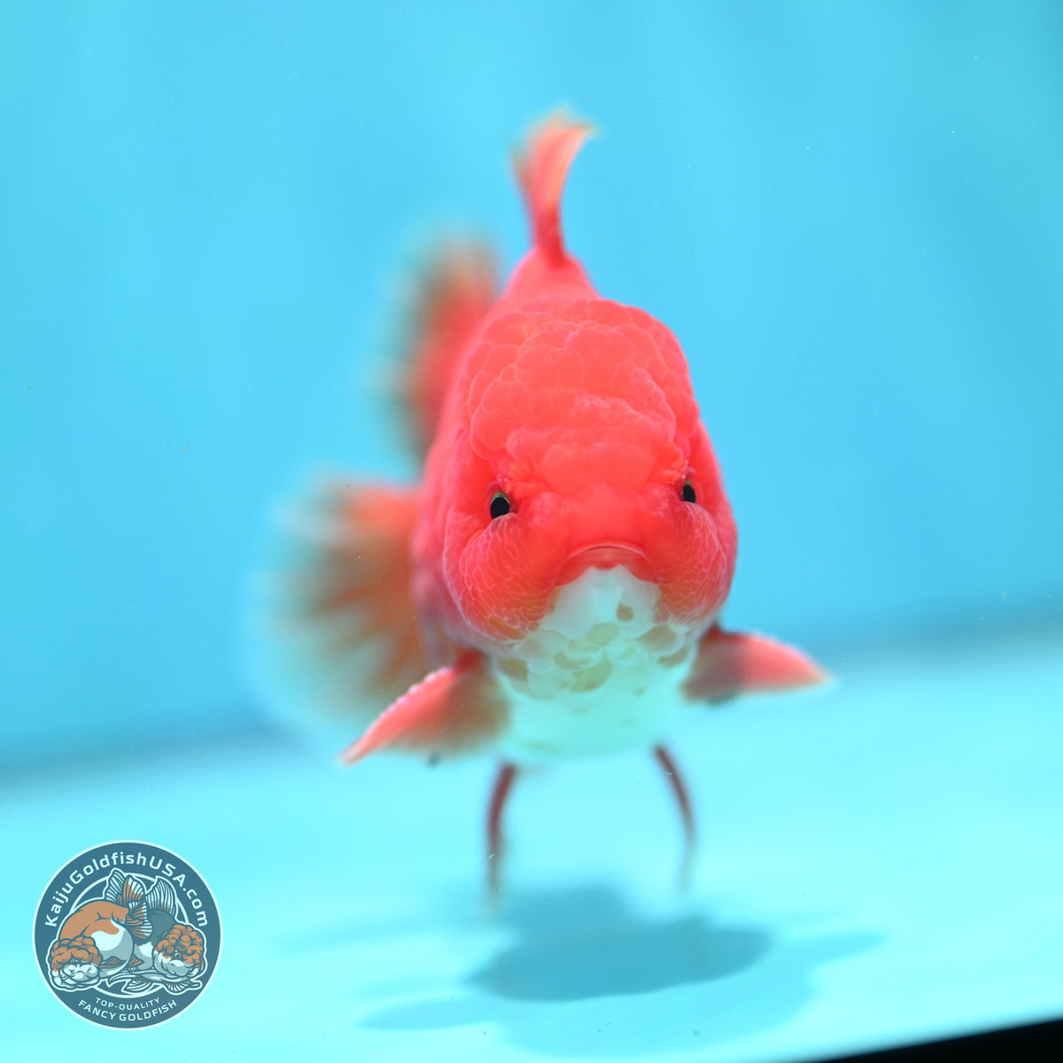 Red White Rose Tail Oranda 3.5 inch Body (260904_OR03)