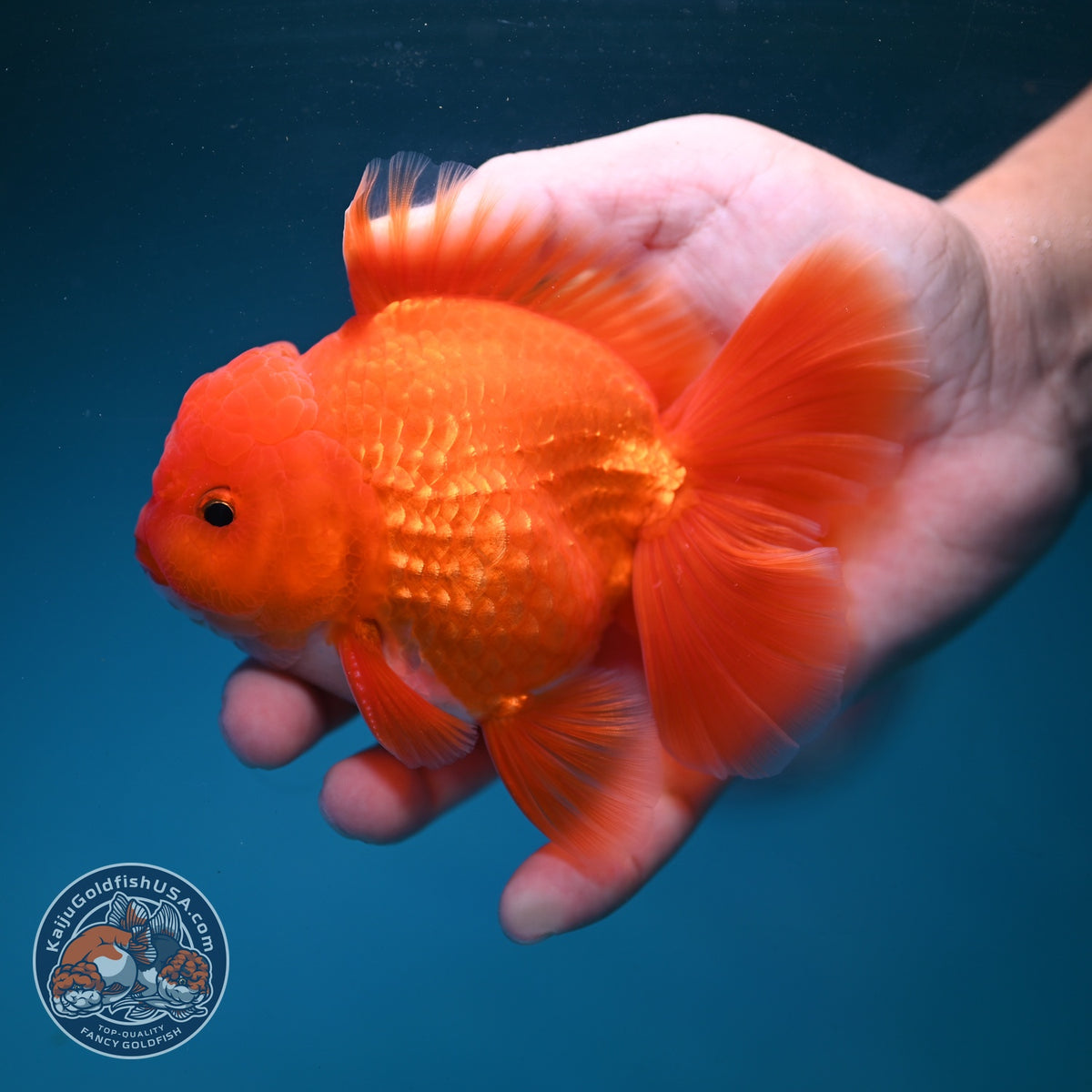 Red White Rose Tail Oranda 3.5 inch Body (260904_OR03)