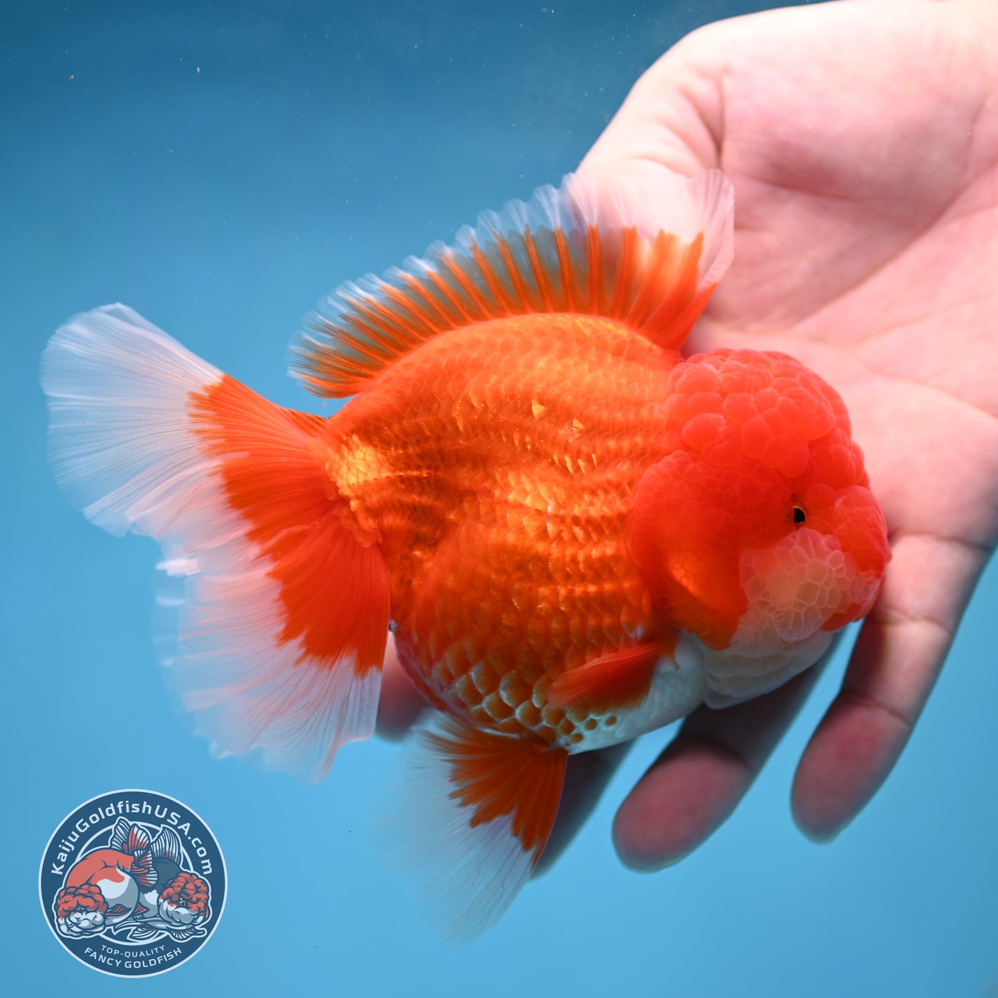 Red White Rose Tail Oranda 4 inch Body (260227_OR13)
