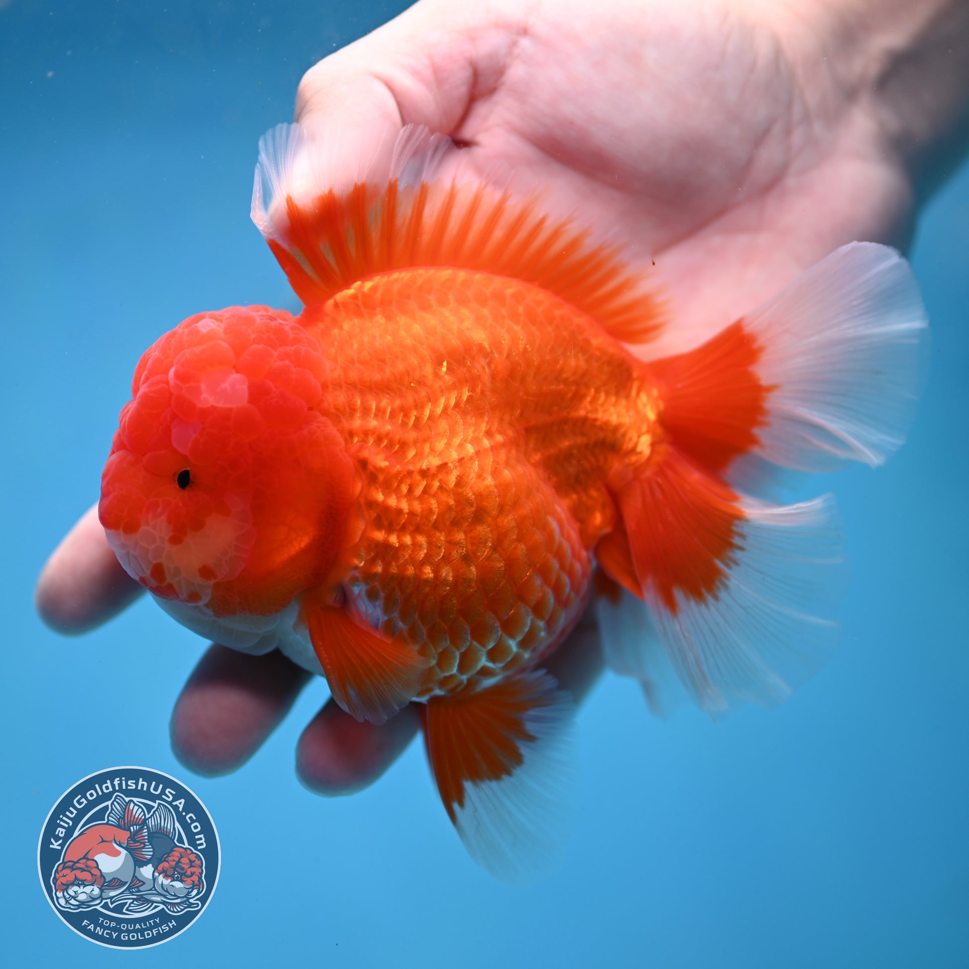 Red White Rose Tail Oranda 4 inch Body (260227_OR13)