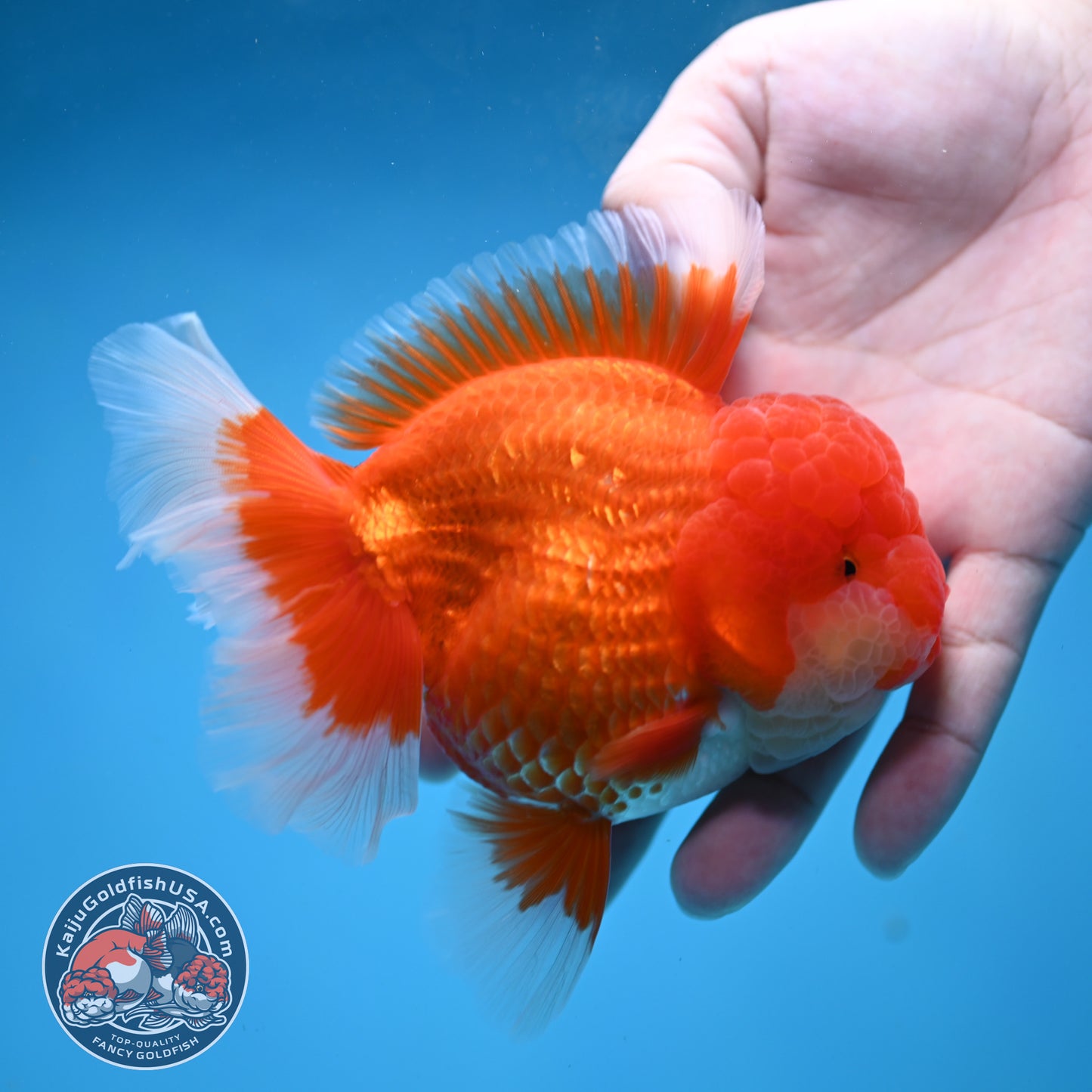 Red White Rose Tail Oranda 4 inch Body (260227_OR13)