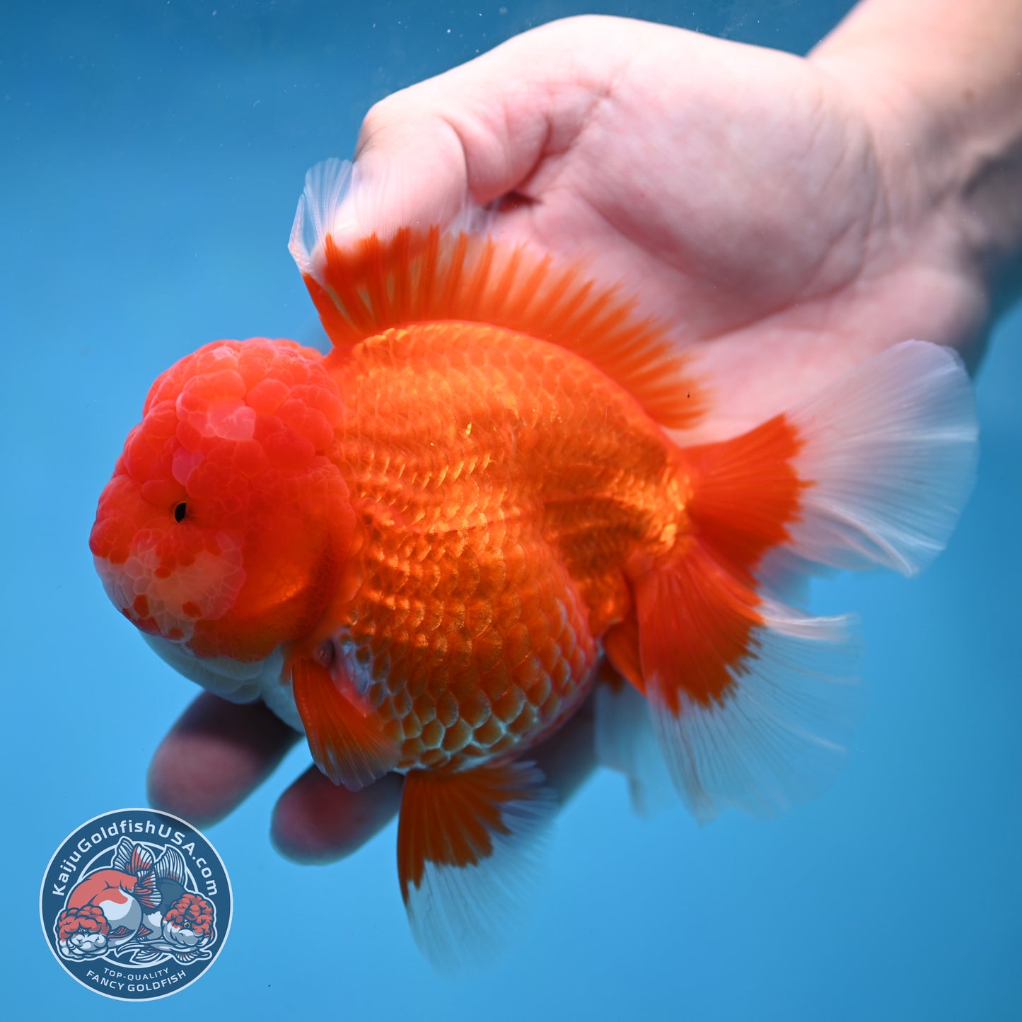 Red White Rose Tail Oranda 4 inch Body (260227_OR13)