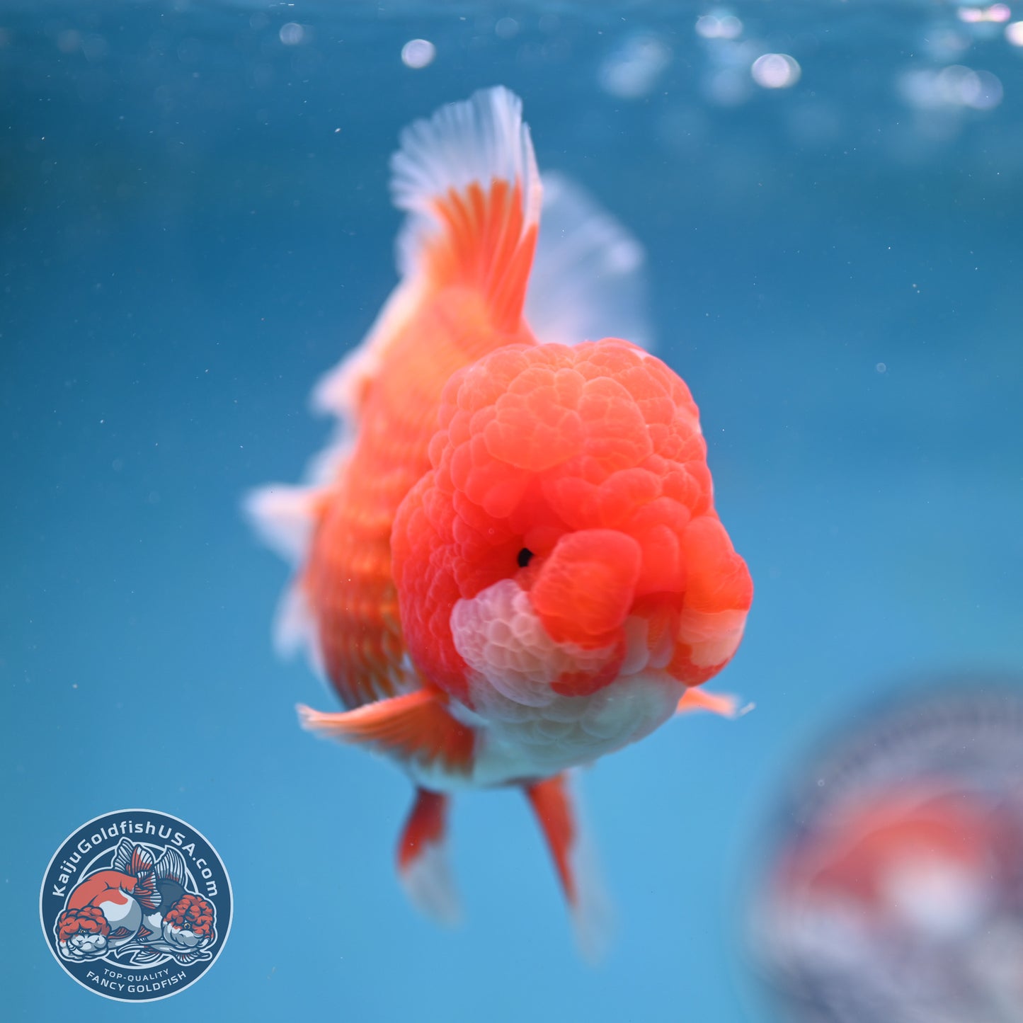 Red White Rose Tail Oranda 4 inch Body (260227_OR13)