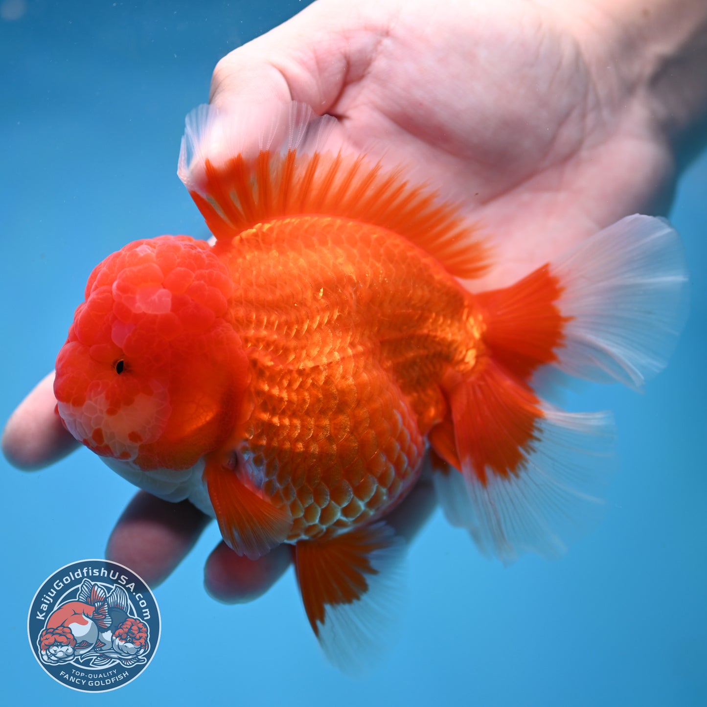 Red White Rose Tail Oranda 4 inch Body (260227_OR13)