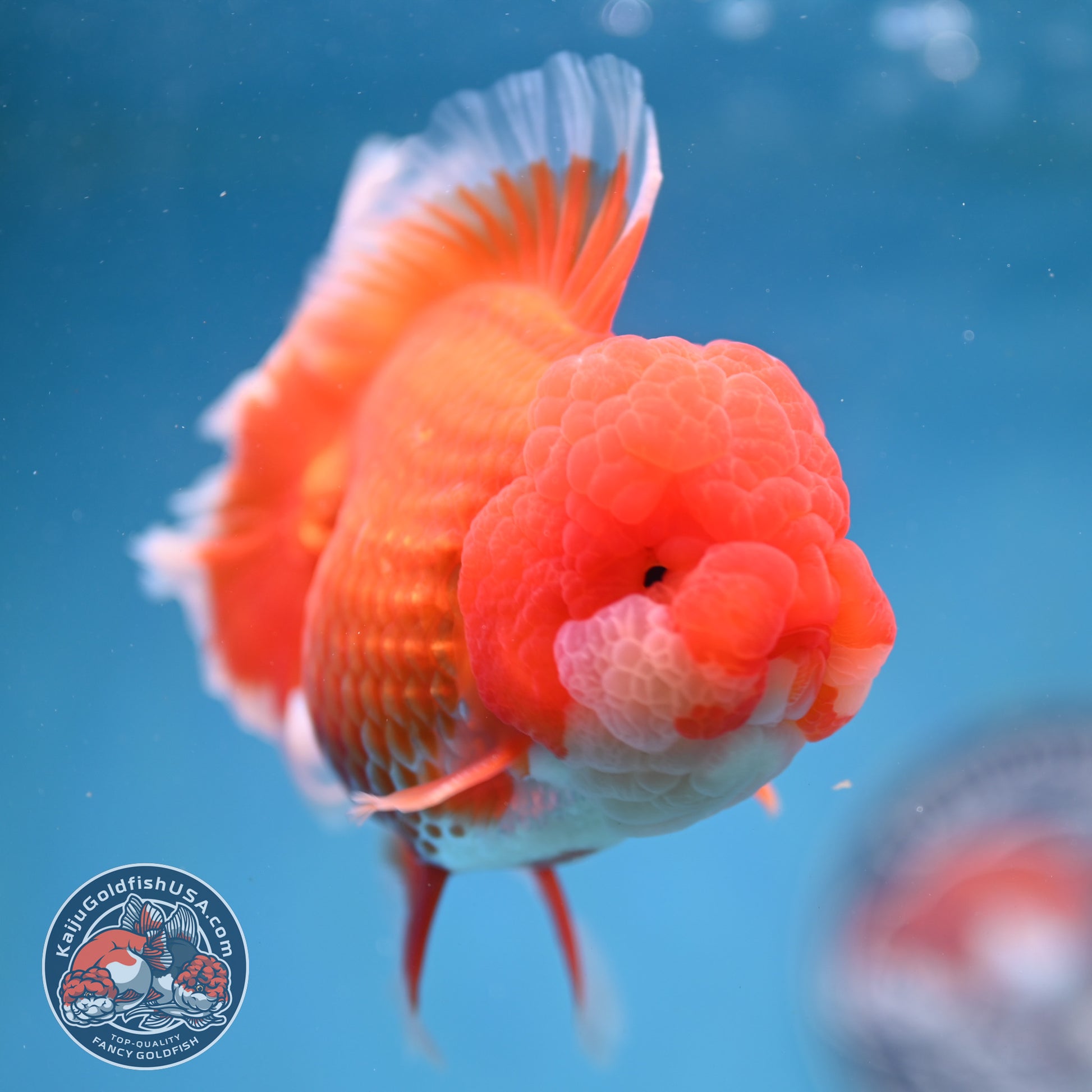 Red White Rose Tail Oranda 4 inch Body (260227_OR13)