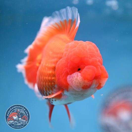 Red White Rose Tail Oranda 4 inch Body (260227_OR13)