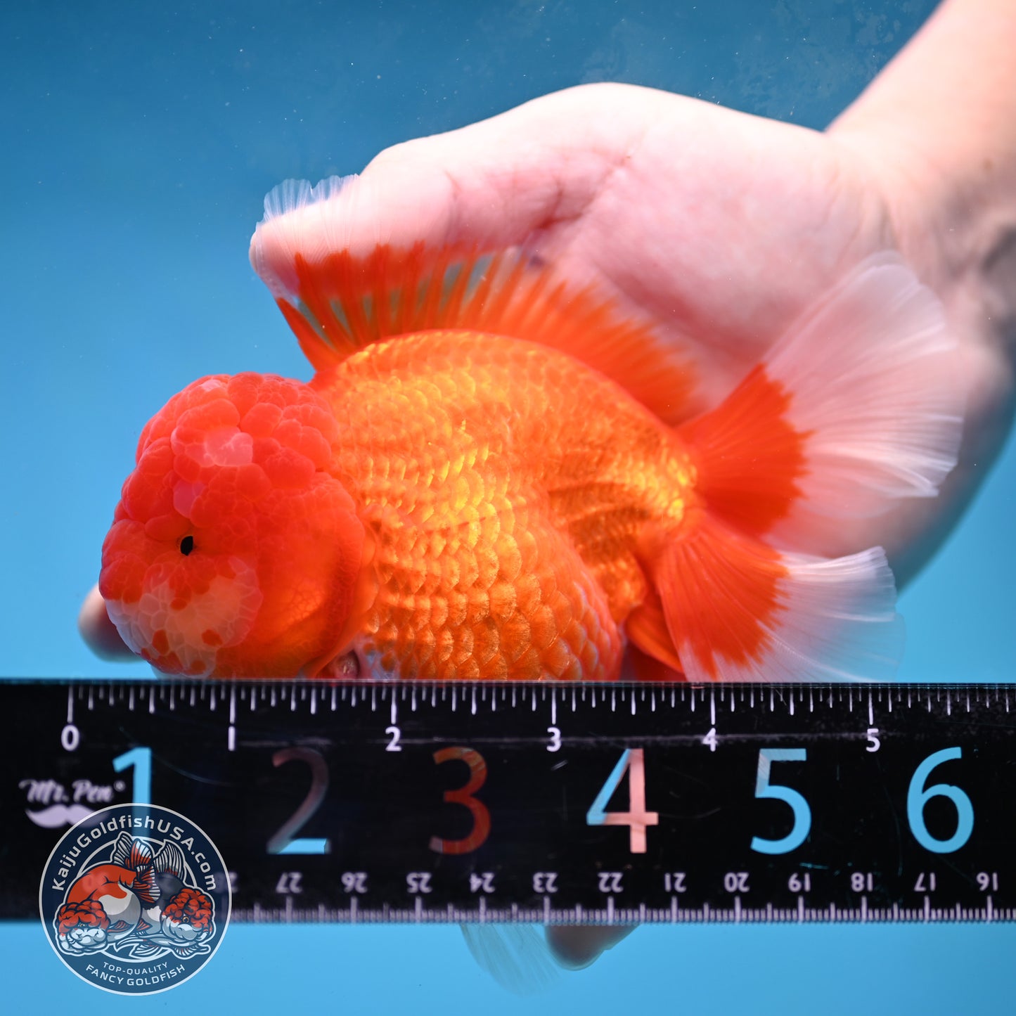Red White Rose Tail Oranda 4 inch Body (260227_OR13)