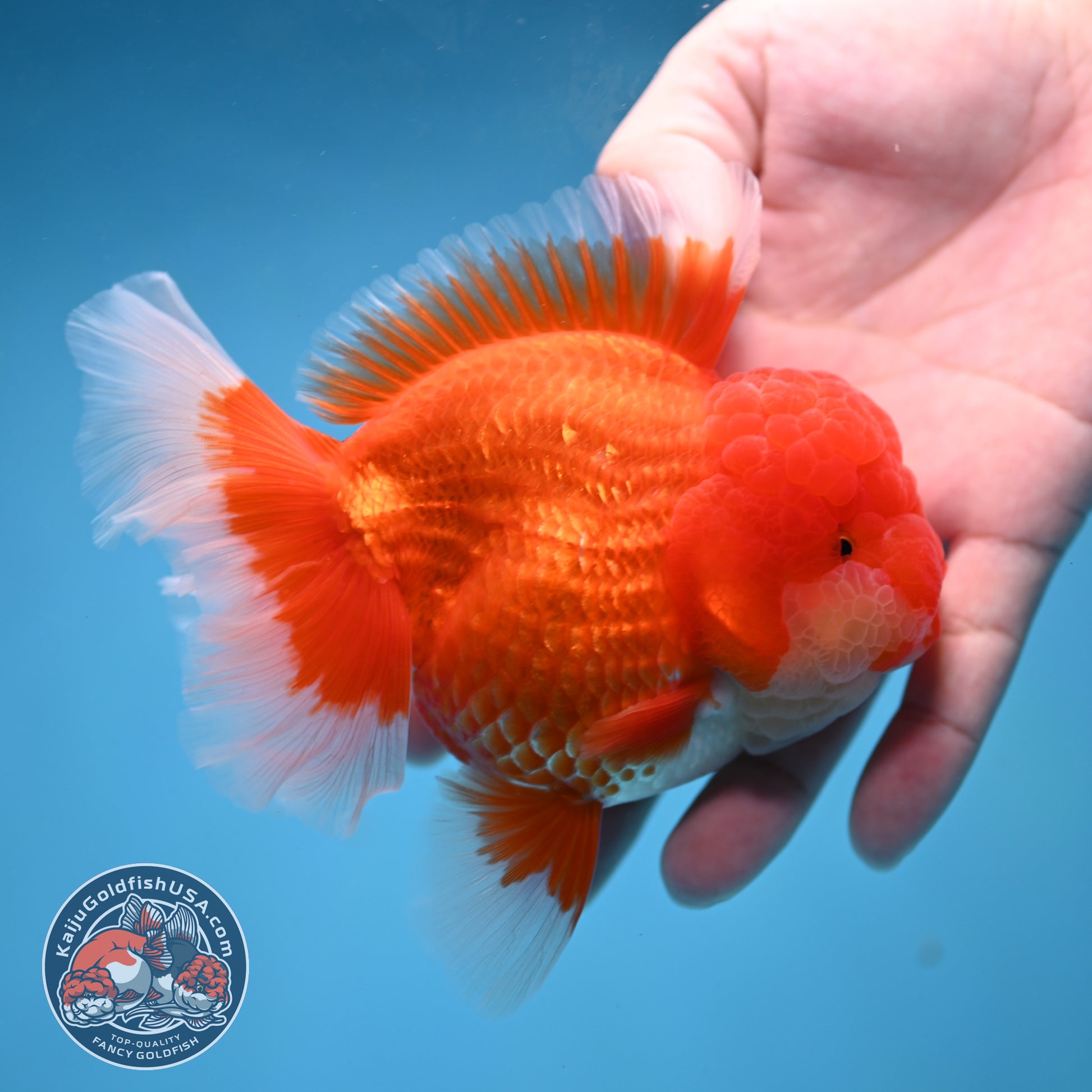 Red White Rose Tail Oranda 4 inch Body (260227_OR13)