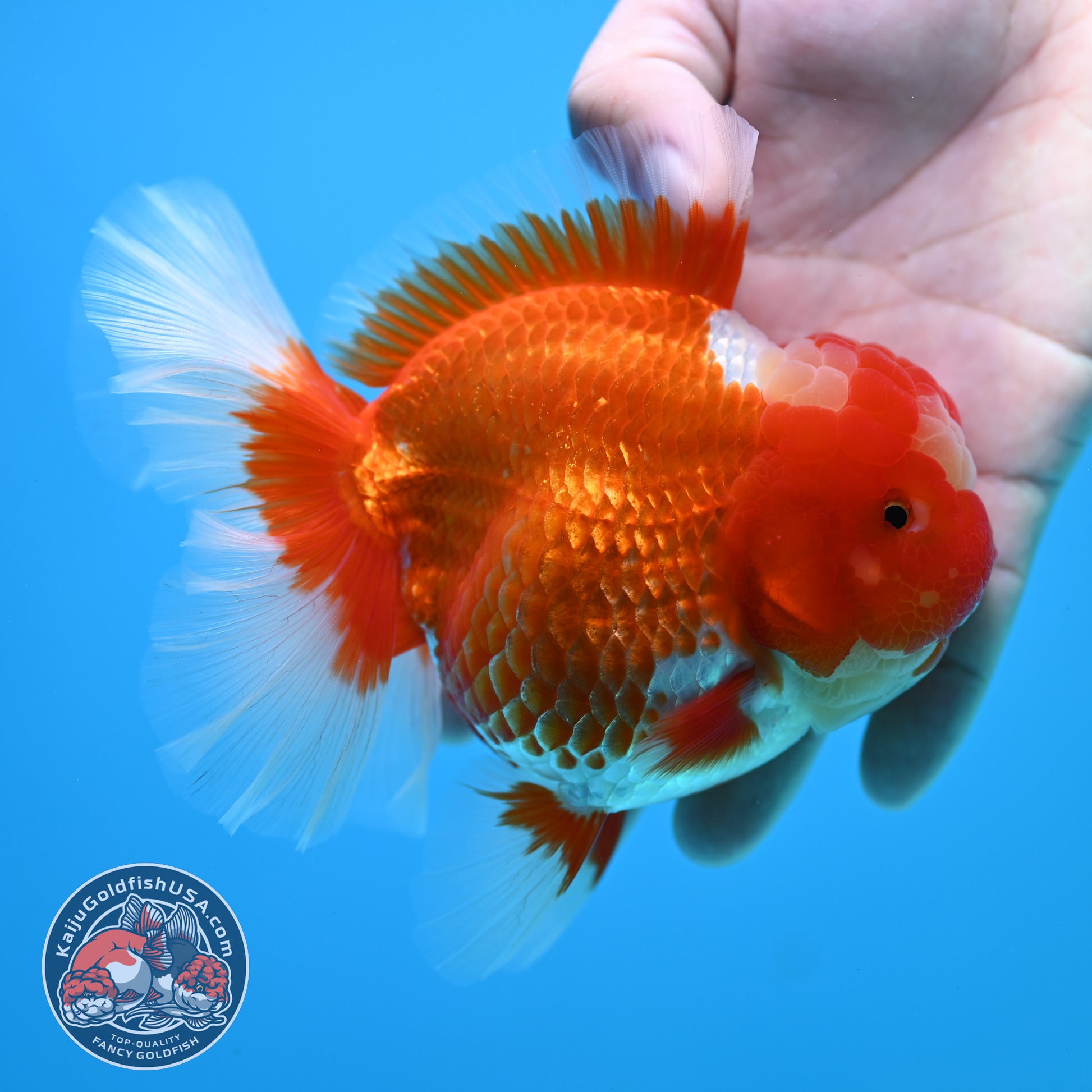 Red White Rose Tail Oranda 4 inch Body (260320_OR03)