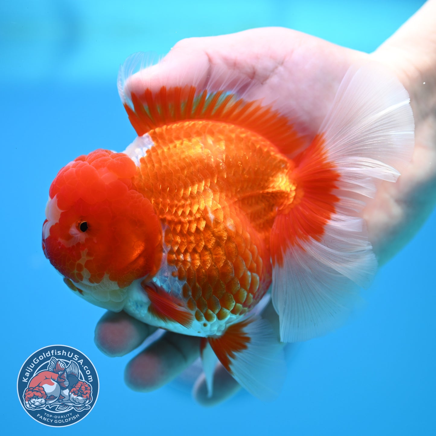 Red White Rose Tail Oranda 4 inch Body (260320_OR03)