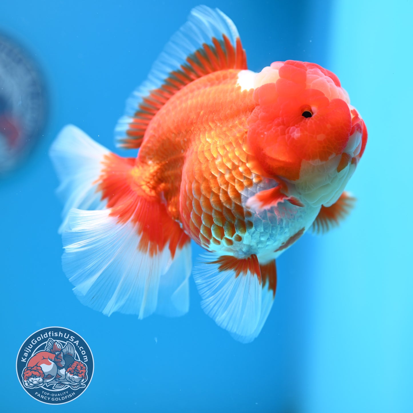 Red White Rose Tail Oranda 4 inch Body (260320_OR03)
