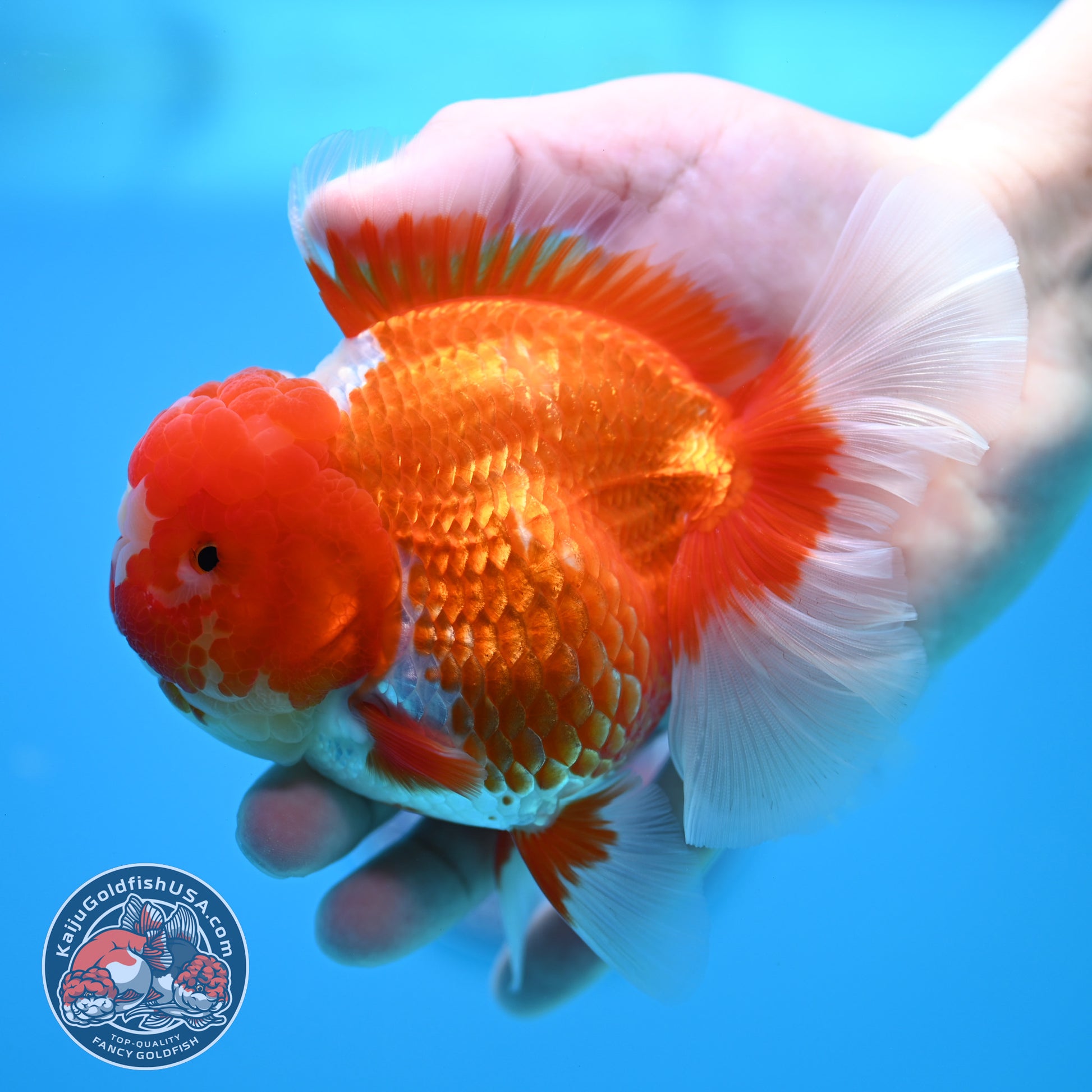 Red White Rose Tail Oranda 4 inch Body (260320_OR03)