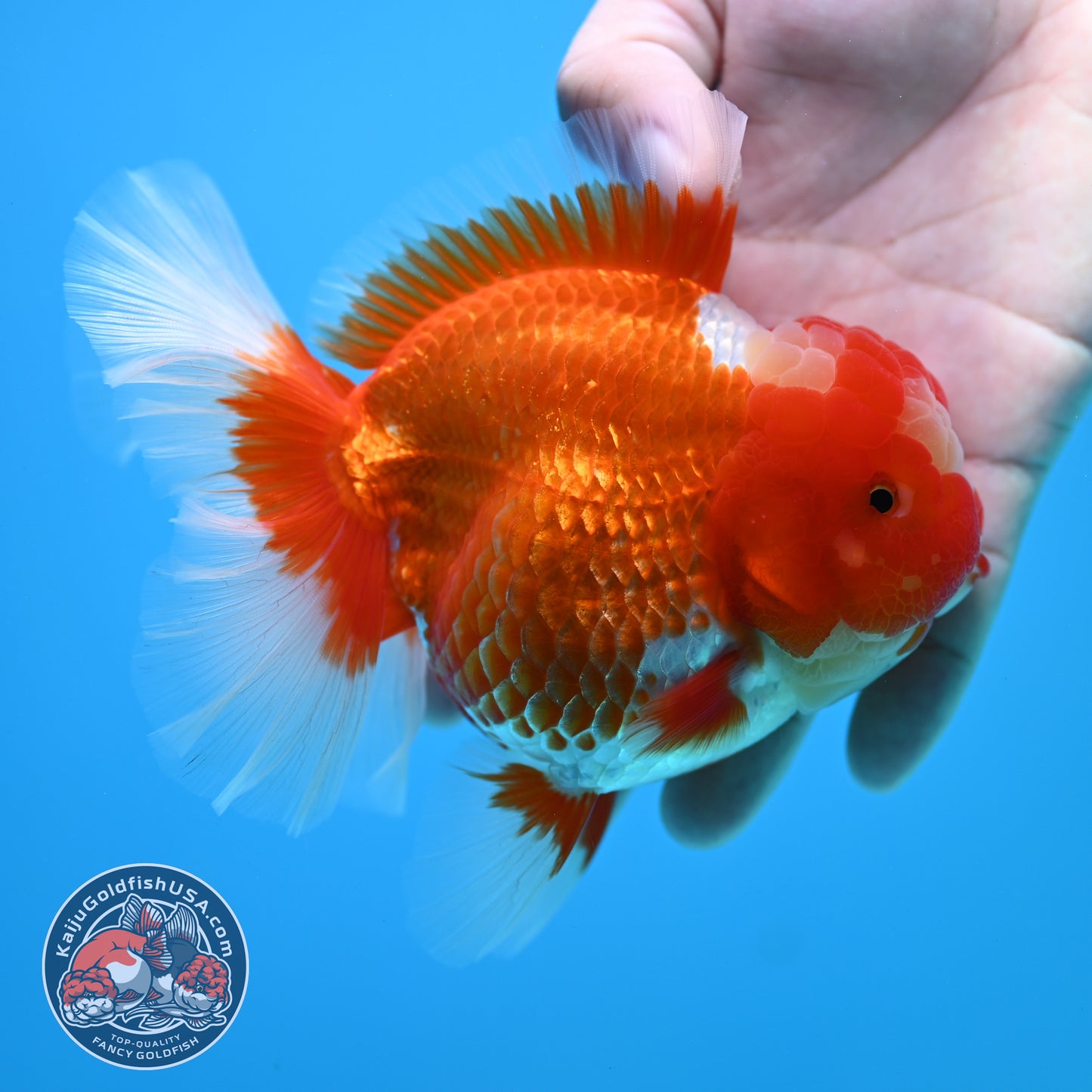 Red White Rose Tail Oranda 4 inch Body (260320_OR03)