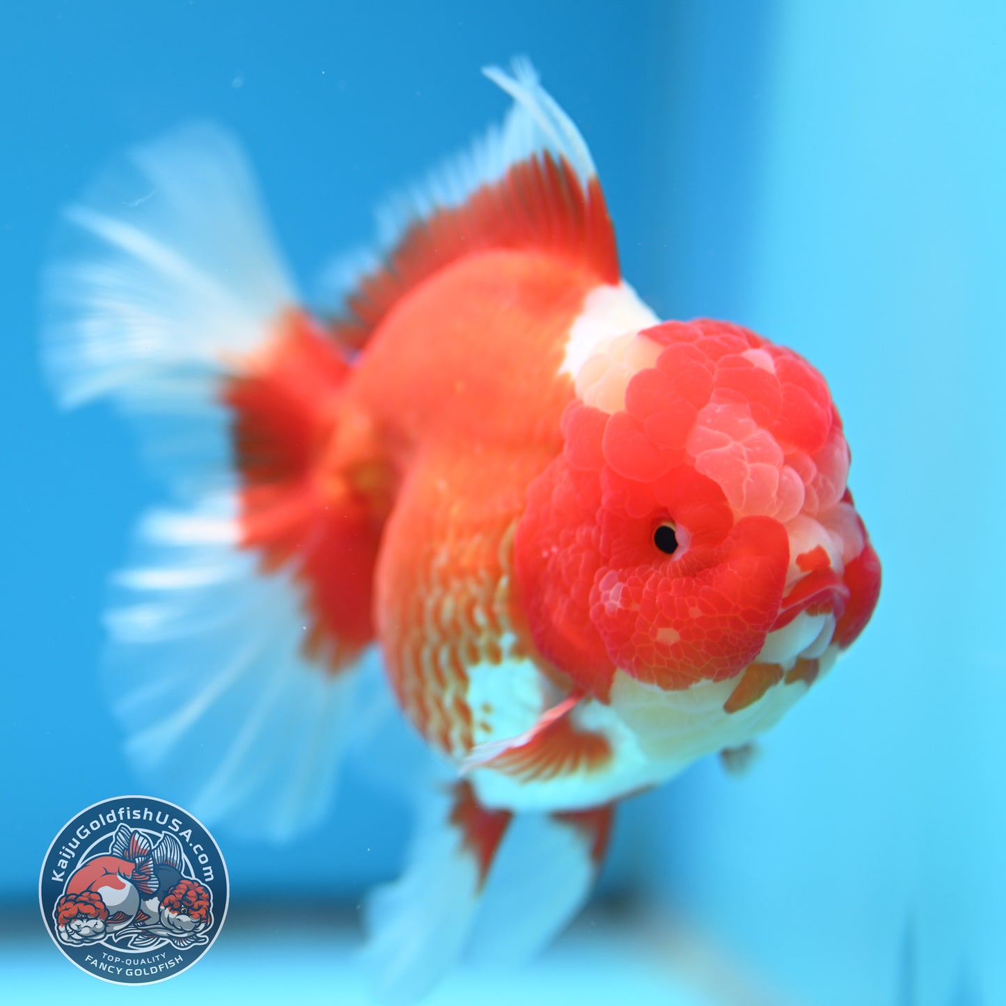 Red White Rose Tail Oranda 4 inch Body (260320_OR03)