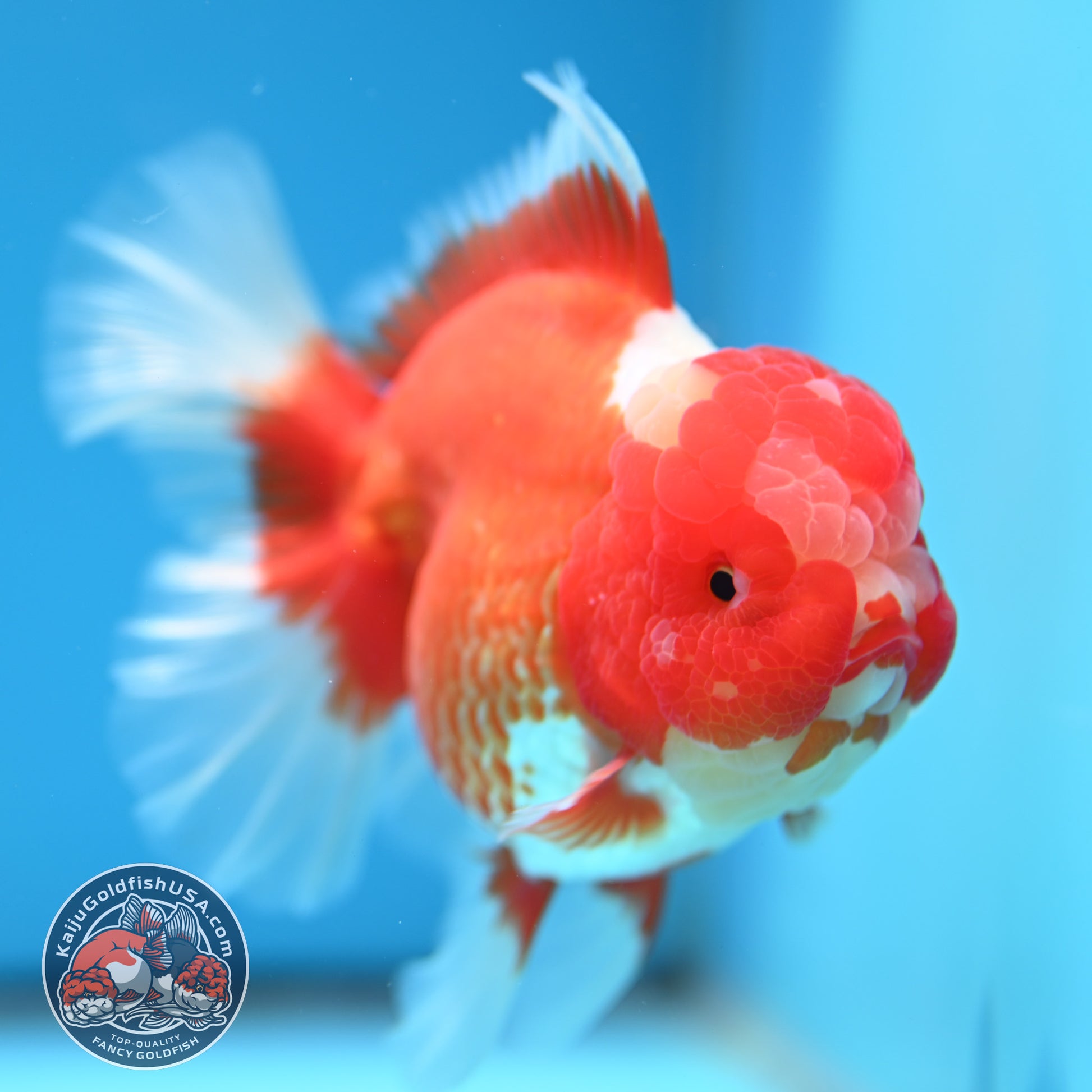 Red White Rose Tail Oranda 4 inch Body (260320_OR03)