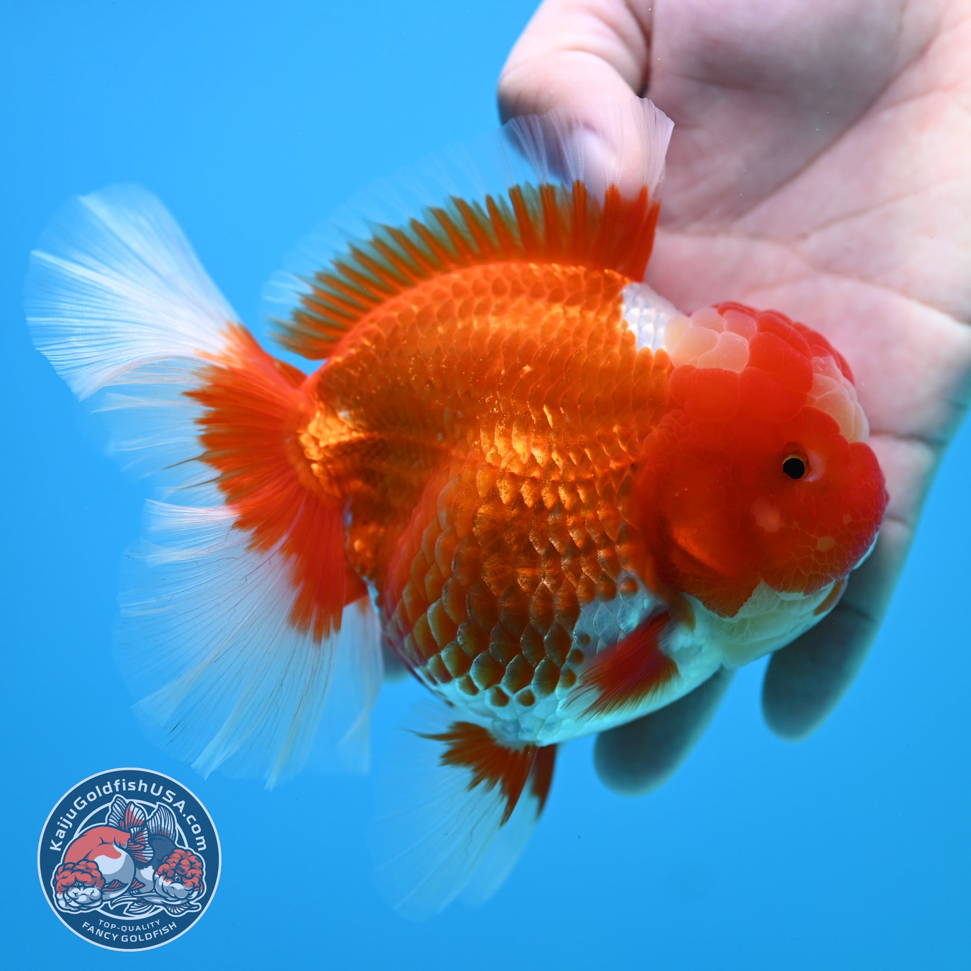 Red White Rose Tail Oranda 4 inch Body (260320_OR03)