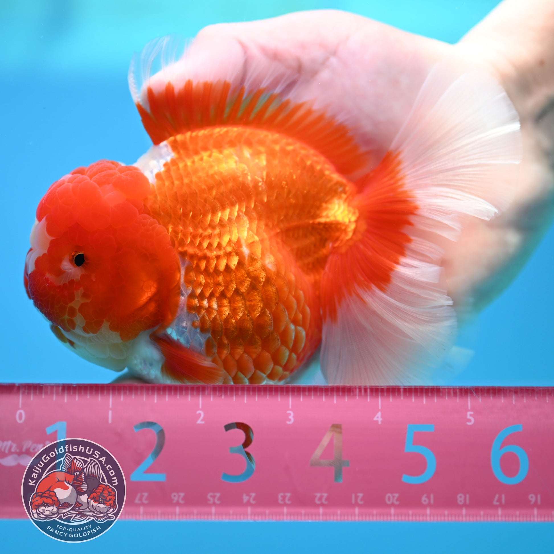 Red White Rose Tail Oranda 4 inch Body (260320_OR03)