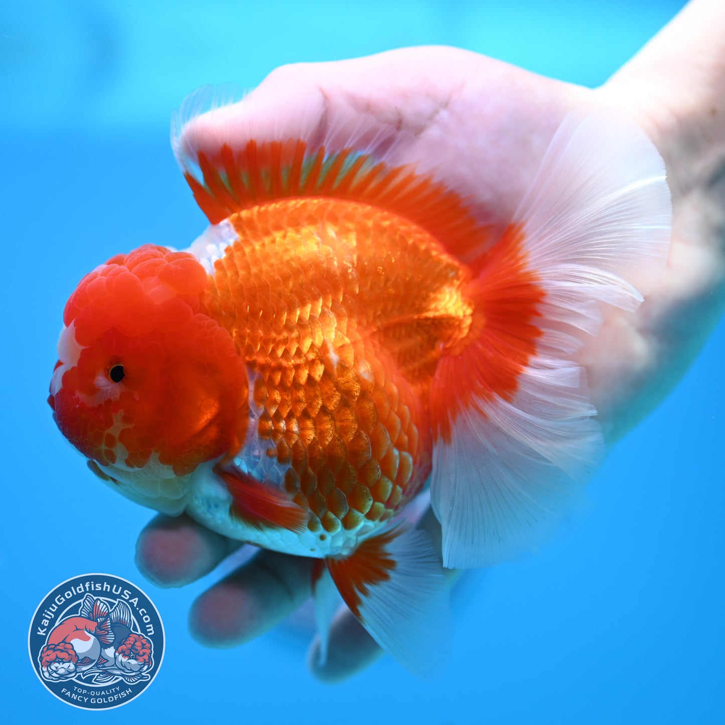 Red White Rose Tail Oranda 4 inch Body (260320_OR03)