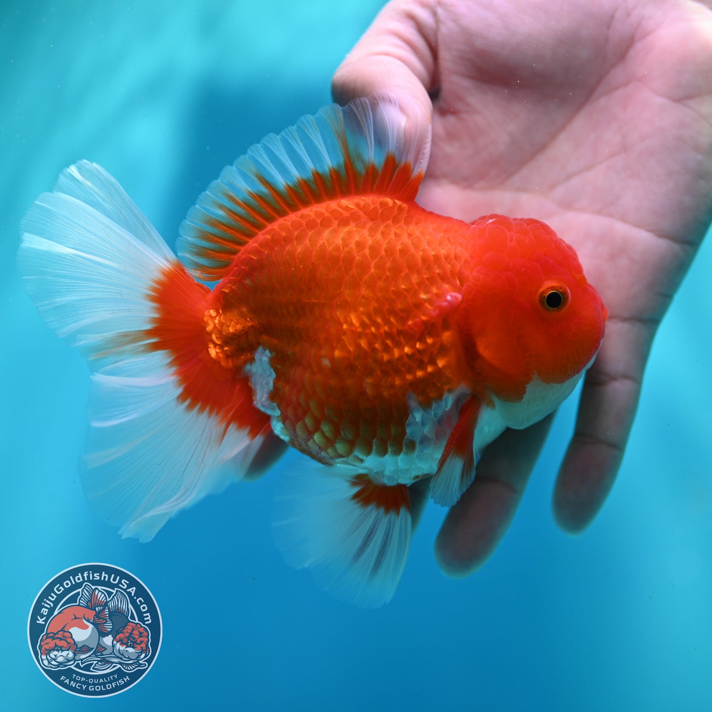 Red White Rose Tail Oranda 4 inch Body (260501_OR04)