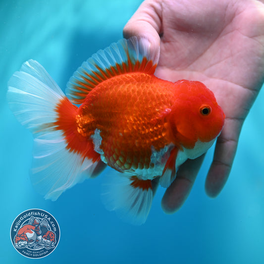 Red White Rose Tail Oranda 4 inch Body (260501_OR04)