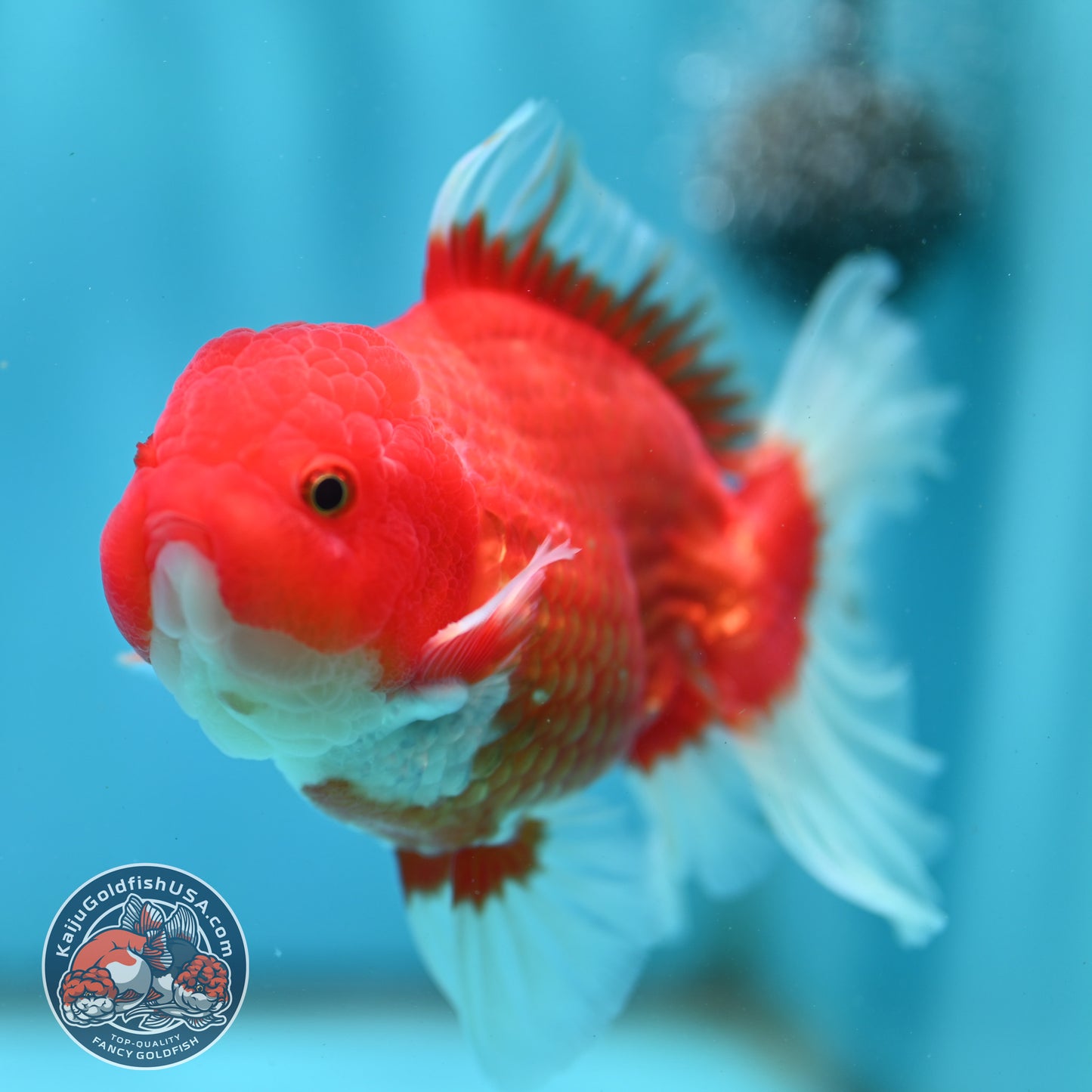 Red White Rose Tail Oranda 4 inch Body (260501_OR04)