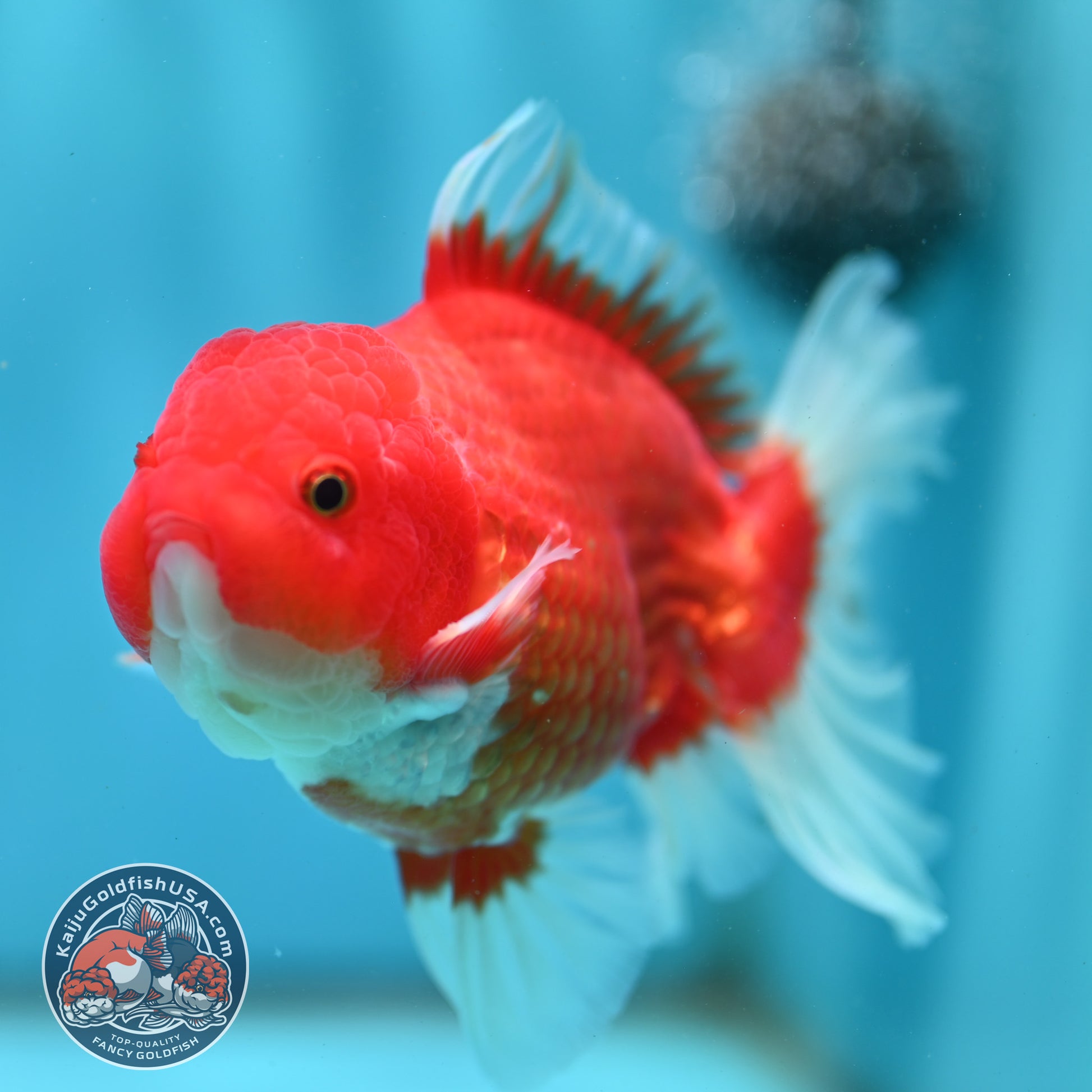 Red White Rose Tail Oranda 4 inch Body (260501_OR04)