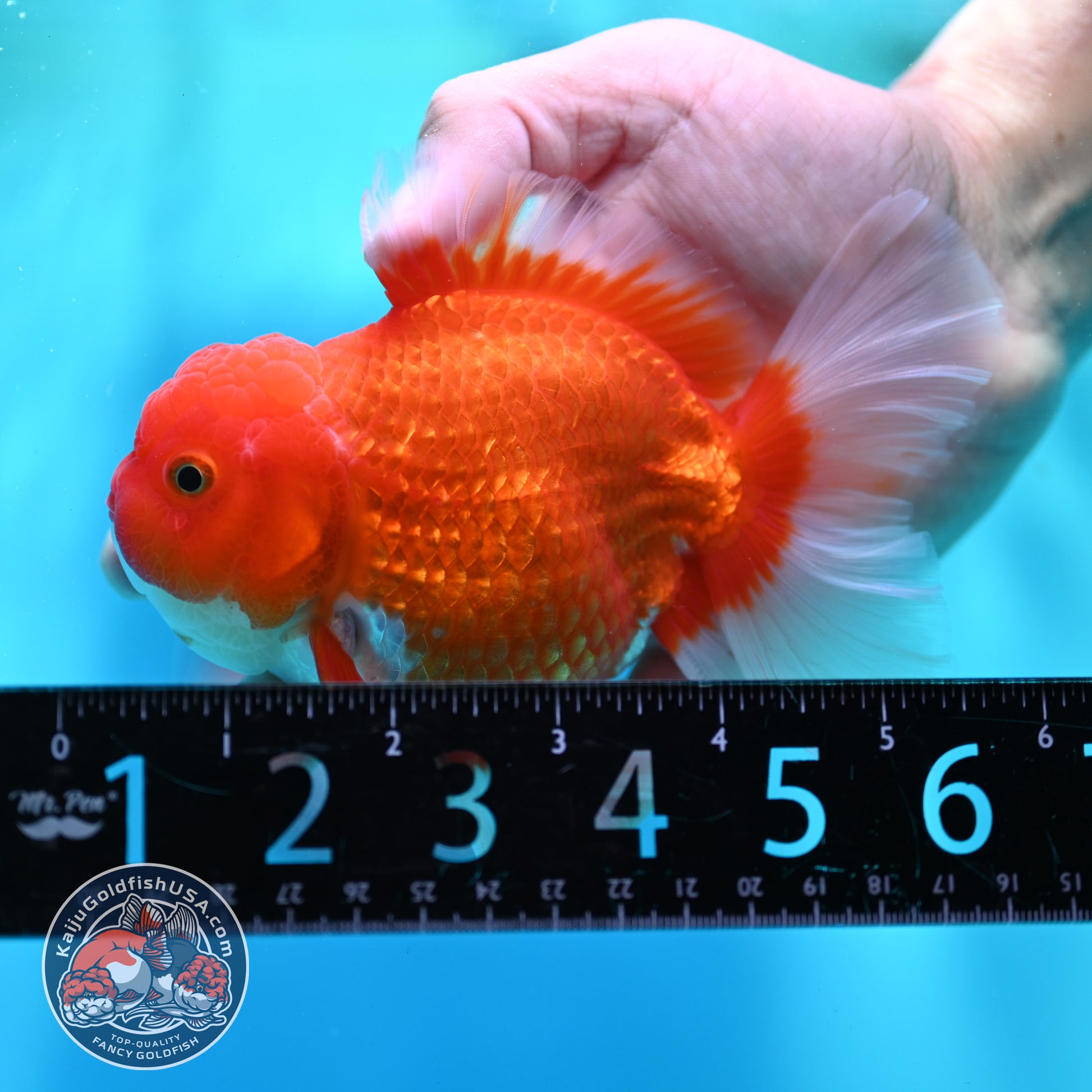 Red White Rose Tail Oranda 4 inch Body (260501_OR04)