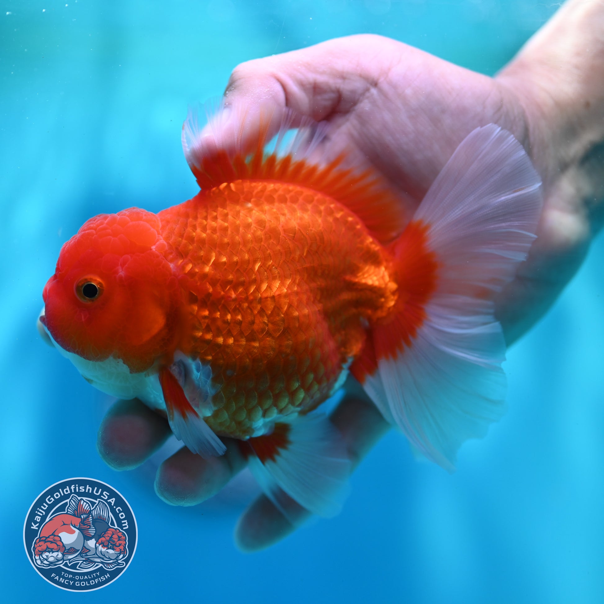 Red White Rose Tail Oranda 4 inch Body (260501_OR04)