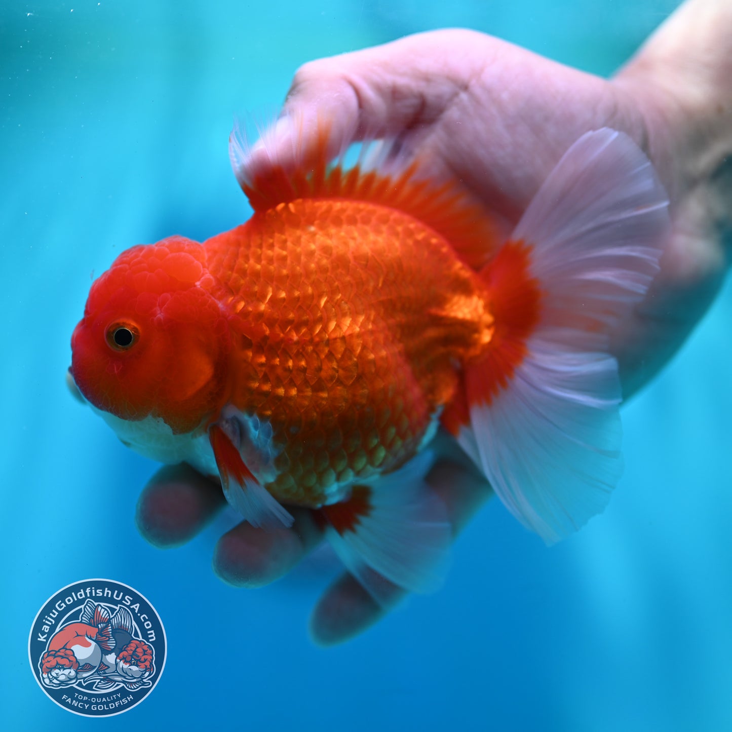 Red White Rose Tail Oranda 4 inch Body (260501_OR04)