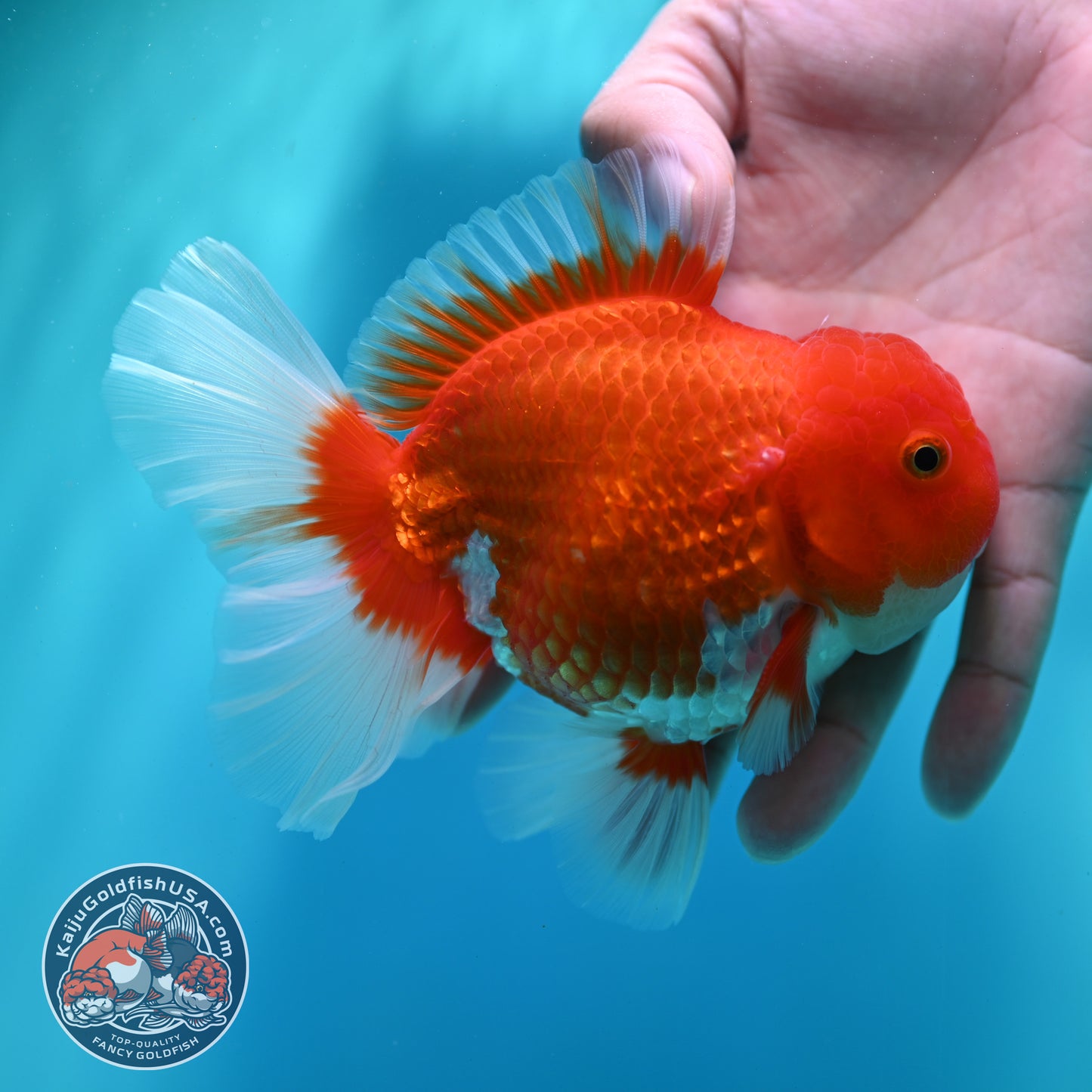 Red White Rose Tail Oranda 4 inch Body (260501_OR04)