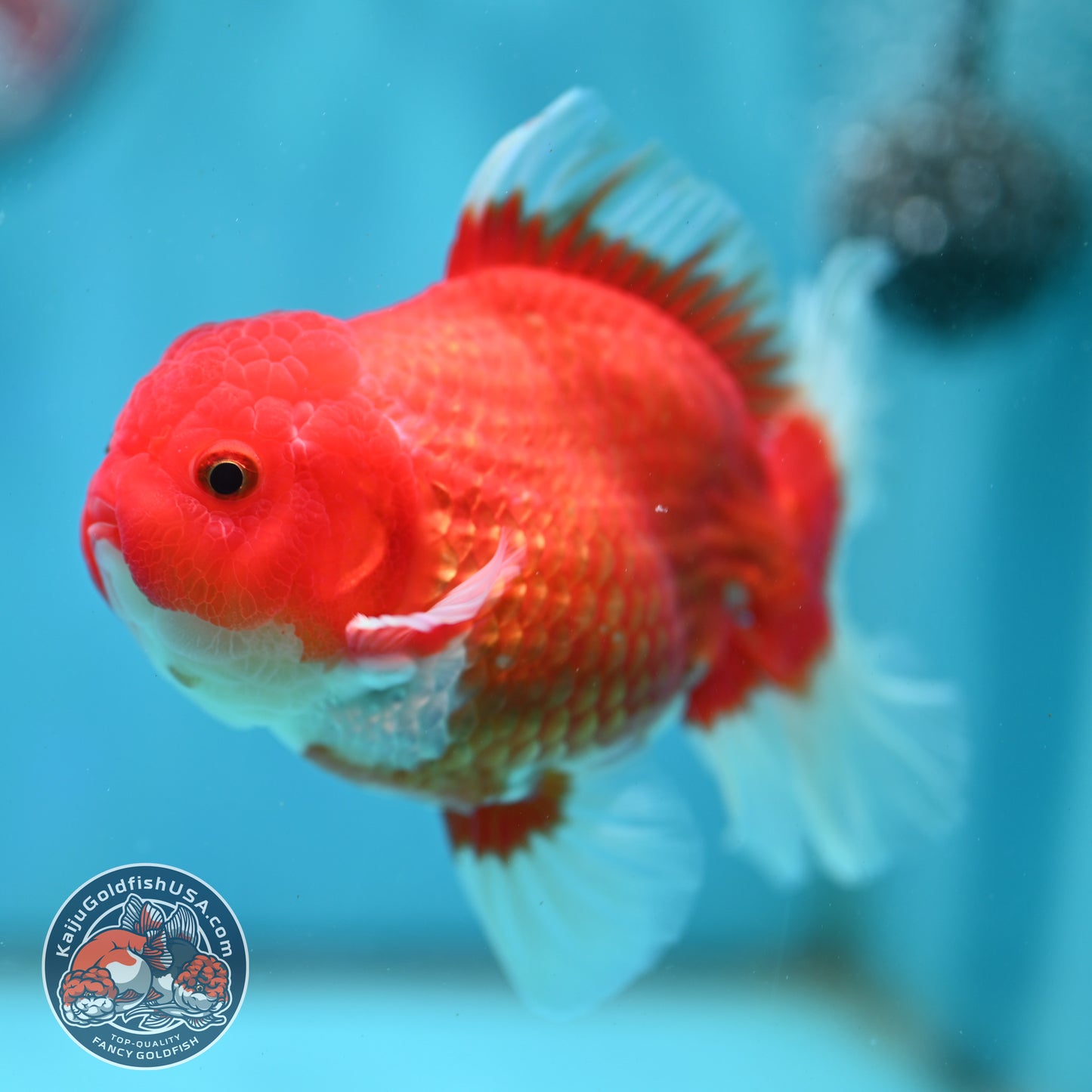 Red White Rose Tail Oranda 4 inch Body (260501_OR04)