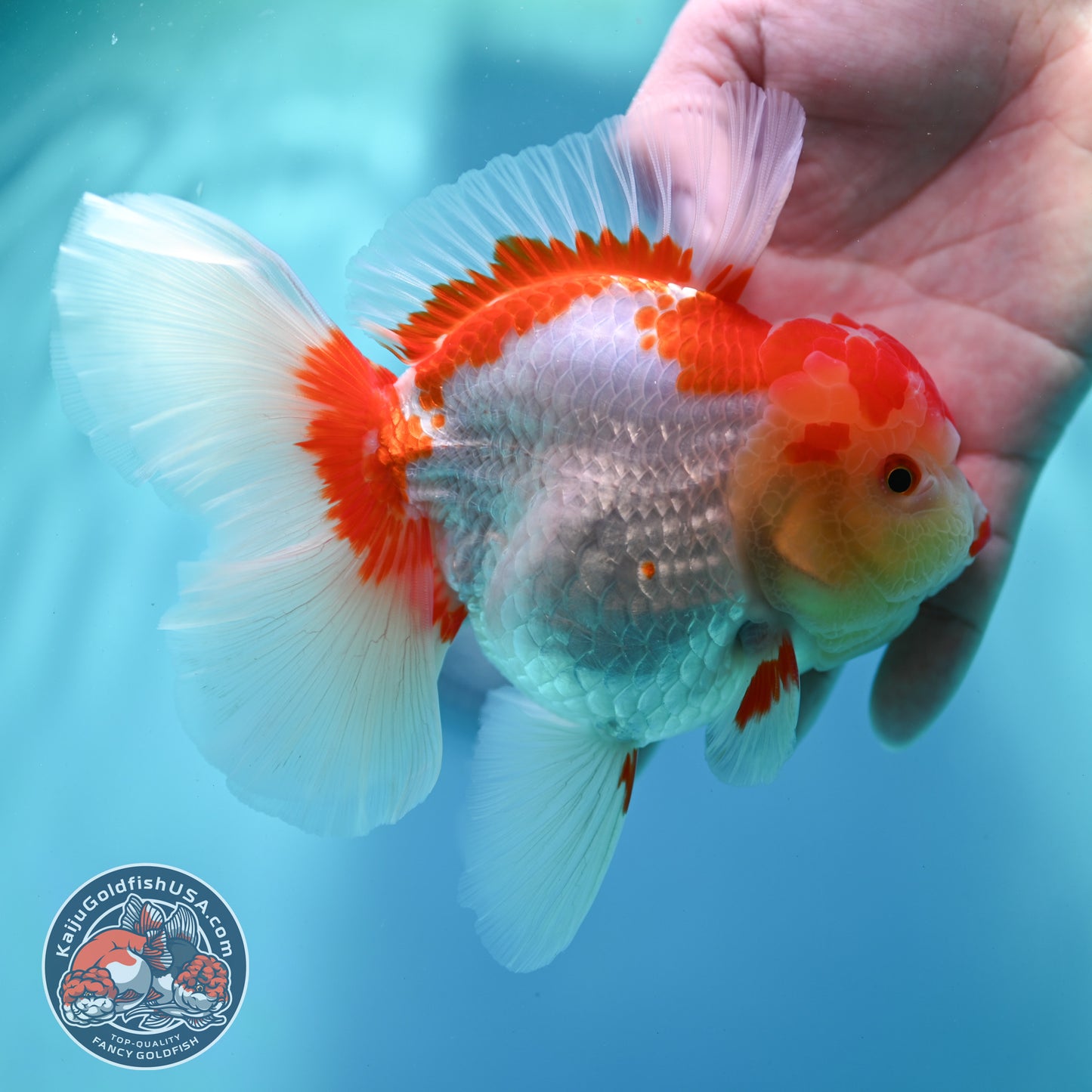 Red White Rose Tail Oranda 4 inch Body (260501_OR05)