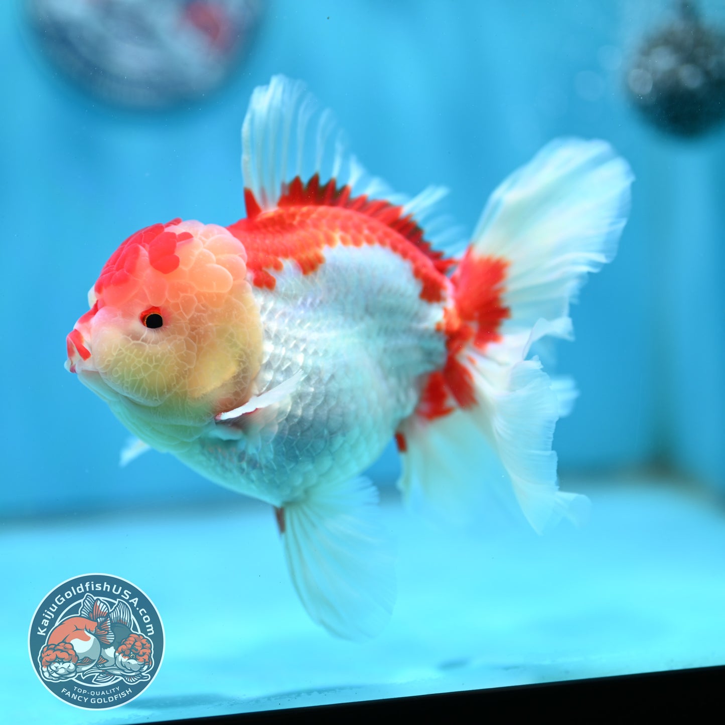 Red White Rose Tail Oranda 4 inch Body (260501_OR05)