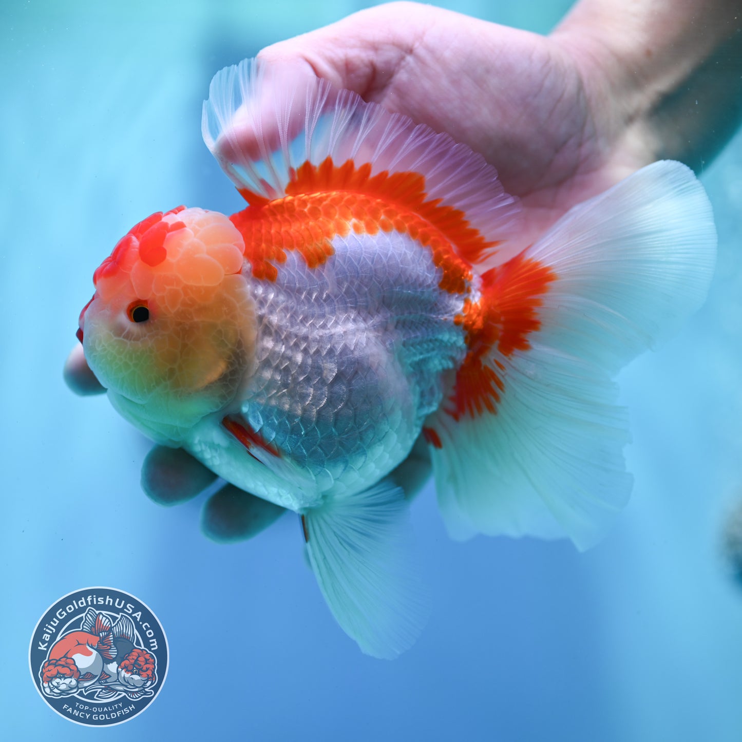 Red White Rose Tail Oranda 4 inch Body (260501_OR05)