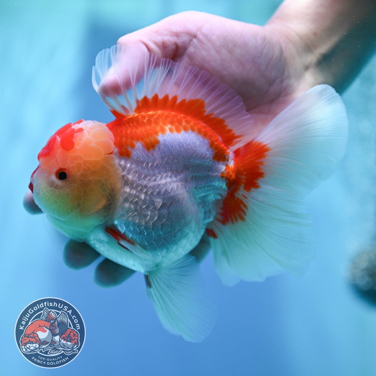 Red White Rose Tail Oranda 4 inch Body (260501_OR05)