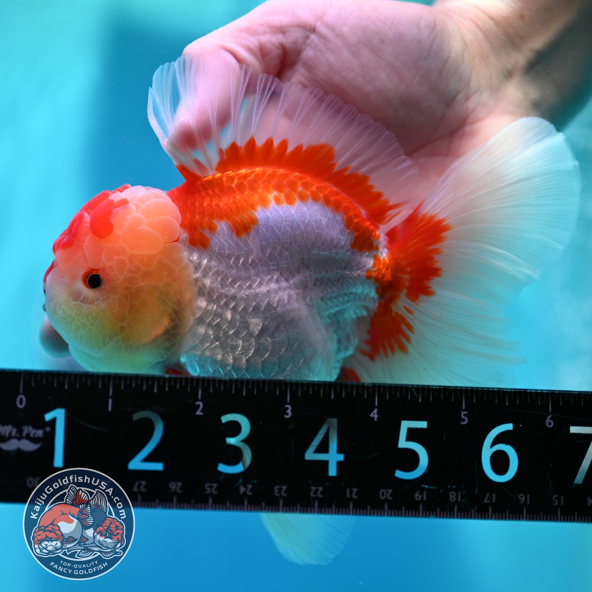 Red White Rose Tail Oranda 4 inch Body (260501_OR05)