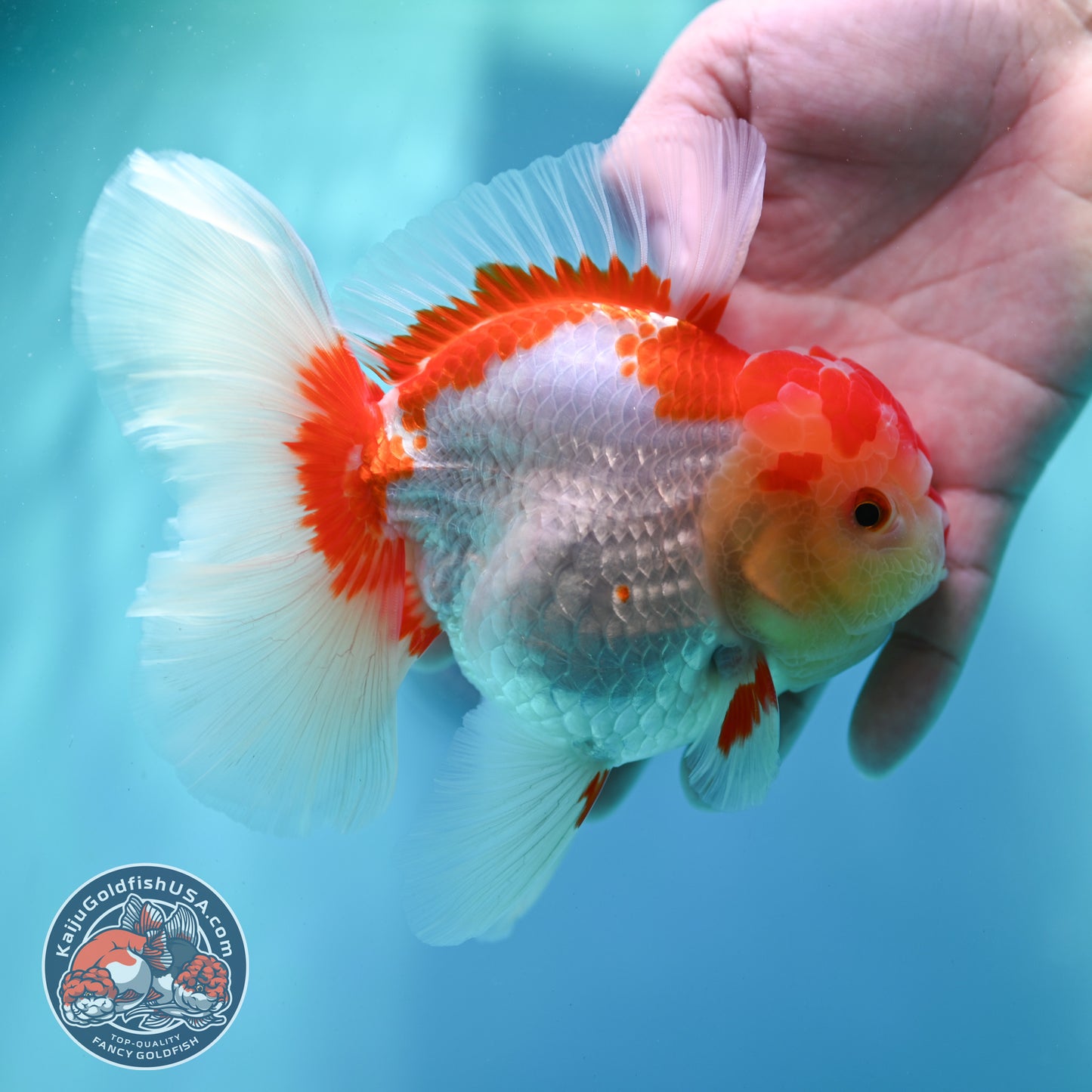 Red White Rose Tail Oranda 4 inch Body (260501_OR05)