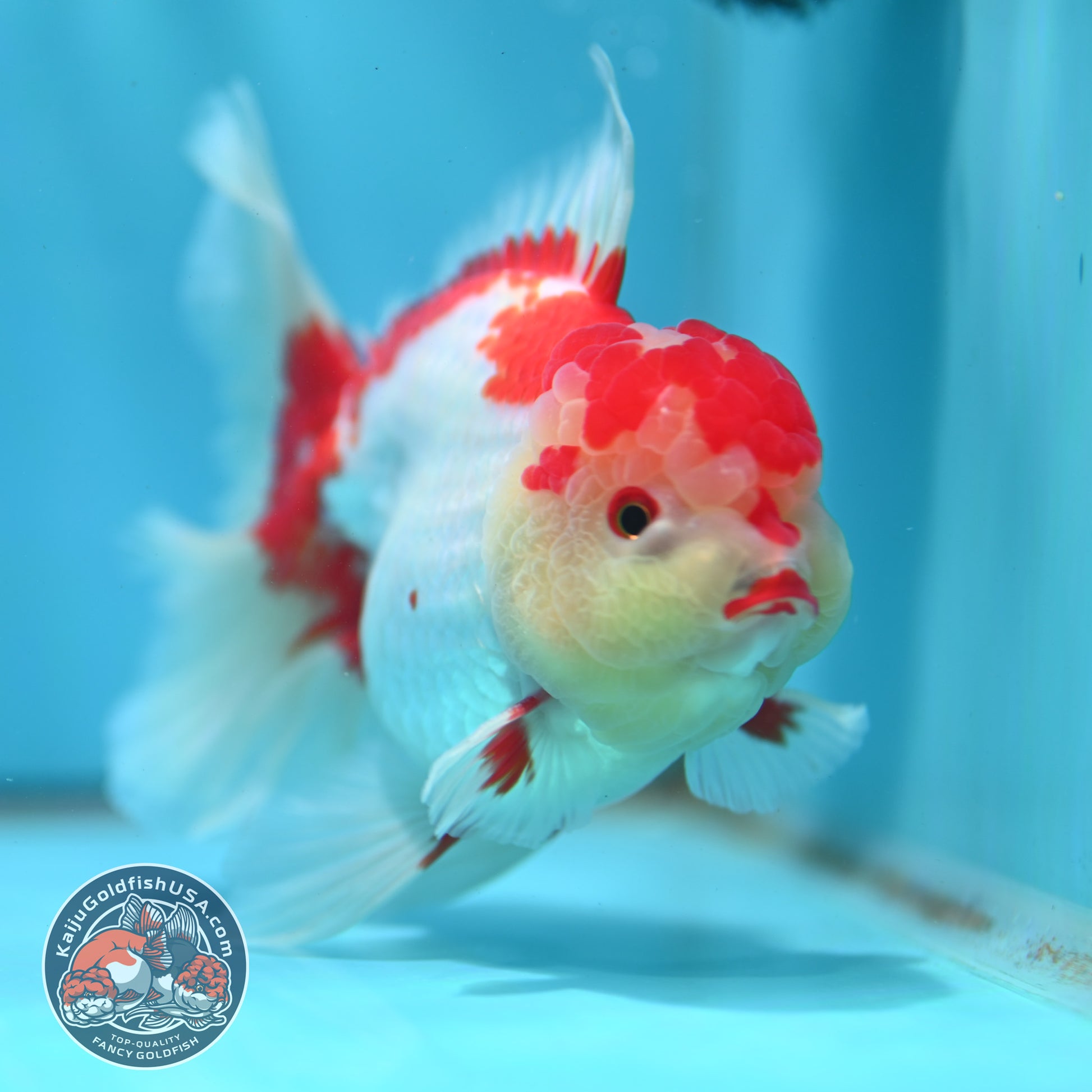 Red White Rose Tail Oranda 4 inch Body (260501_OR05)
