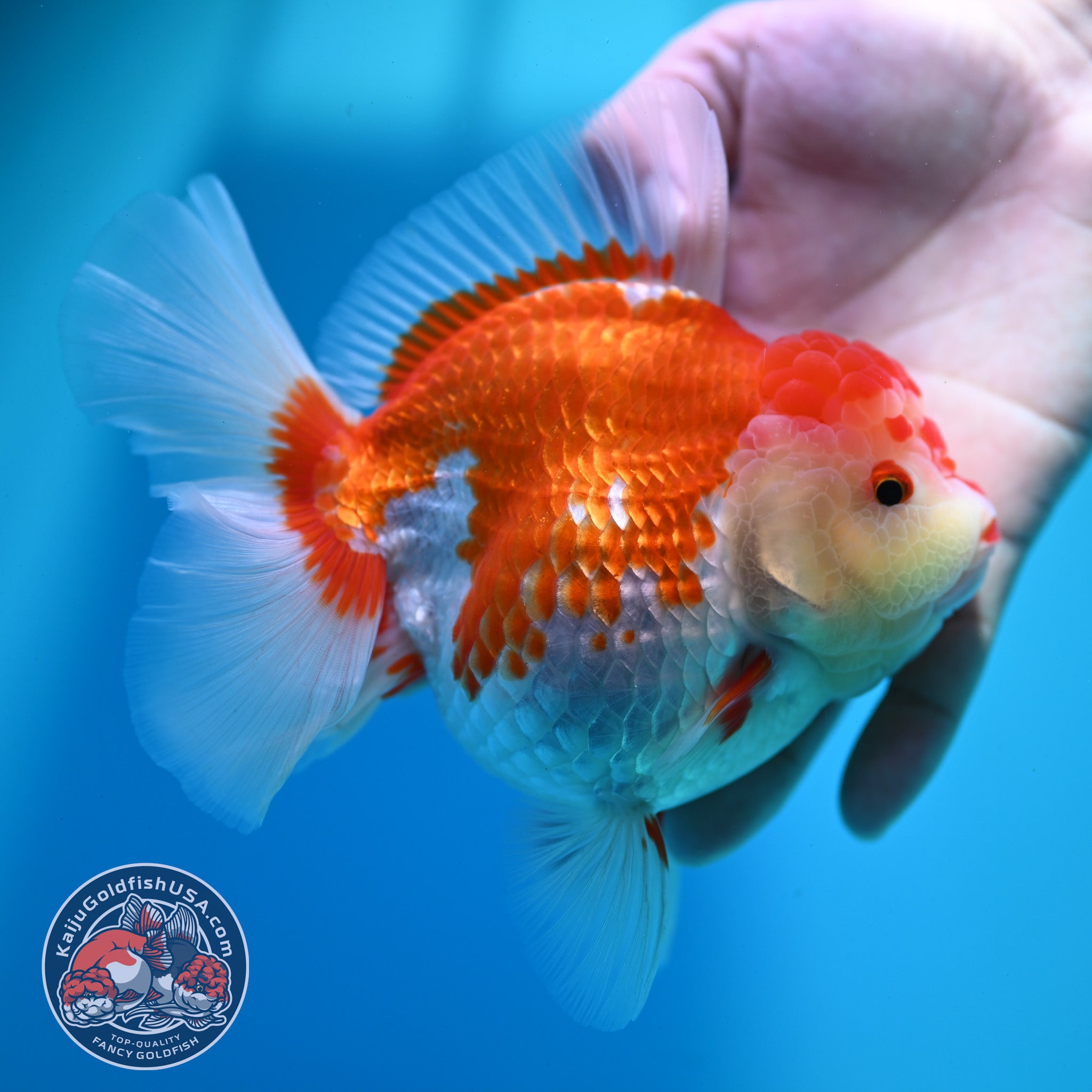 Red White Rose Tail Oranda 4.5 inch Body (260424_OR02) – Kaiju Goldfish USA