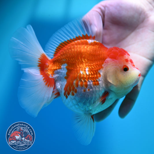 Red White Rose Tail Oranda 4.5 inch Body (260424_OR02)