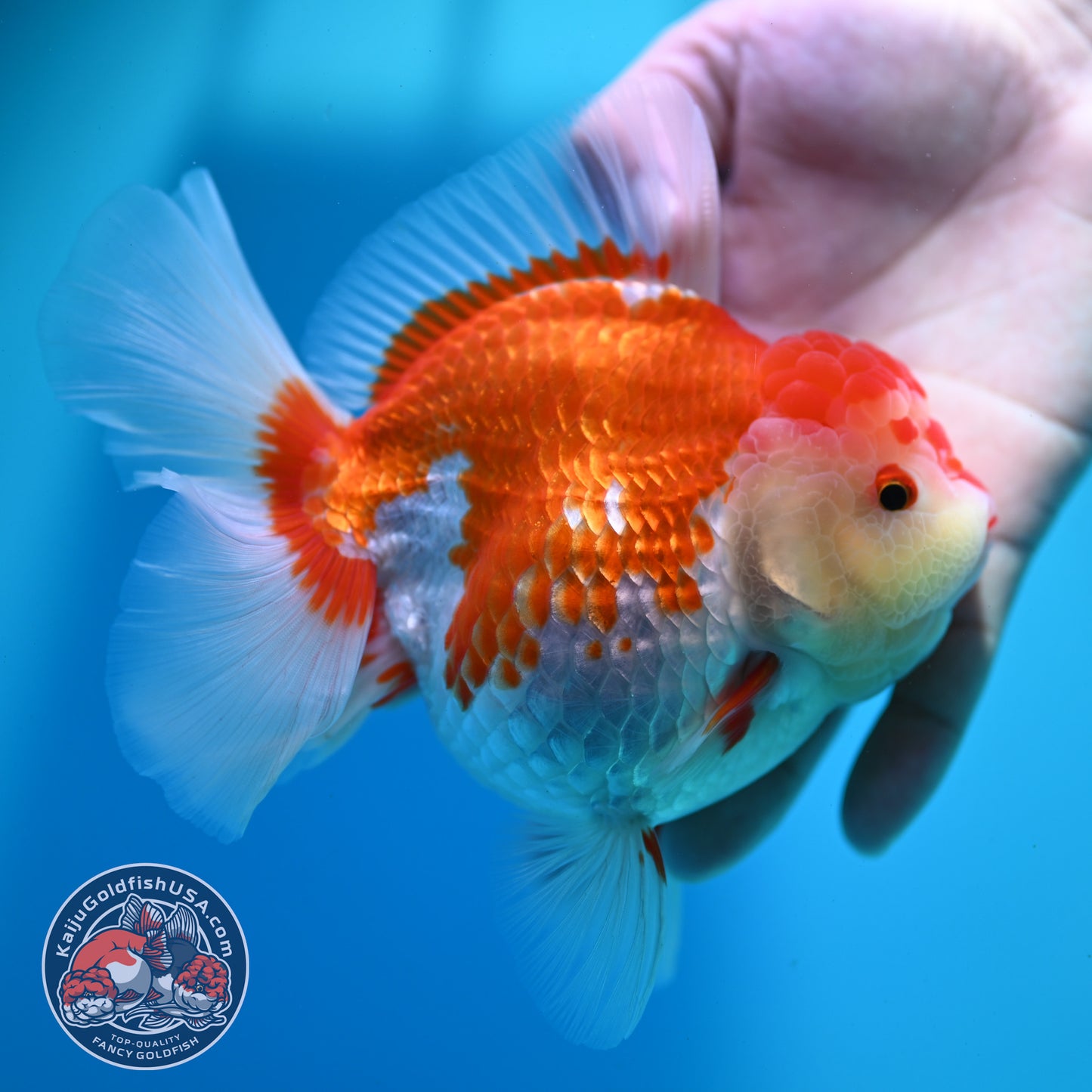 Red White Rose Tail Oranda 4.5 inch Body (260424_OR02)