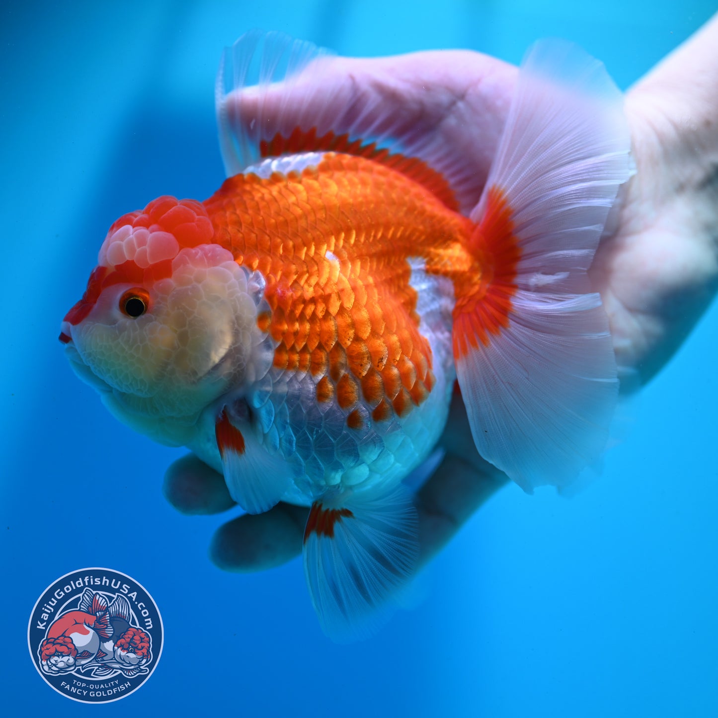Red White Rose Tail Oranda 4.5 inch Body (260424_OR02)